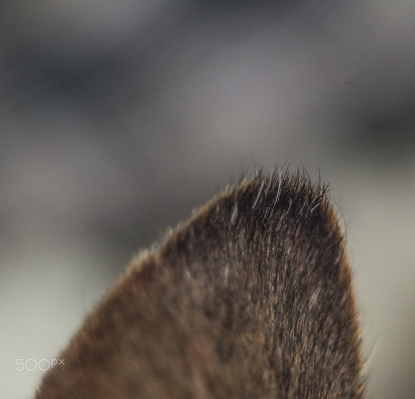 Canon EF 35-105mm f/3.5-4.5 sample photo. Little ears photography