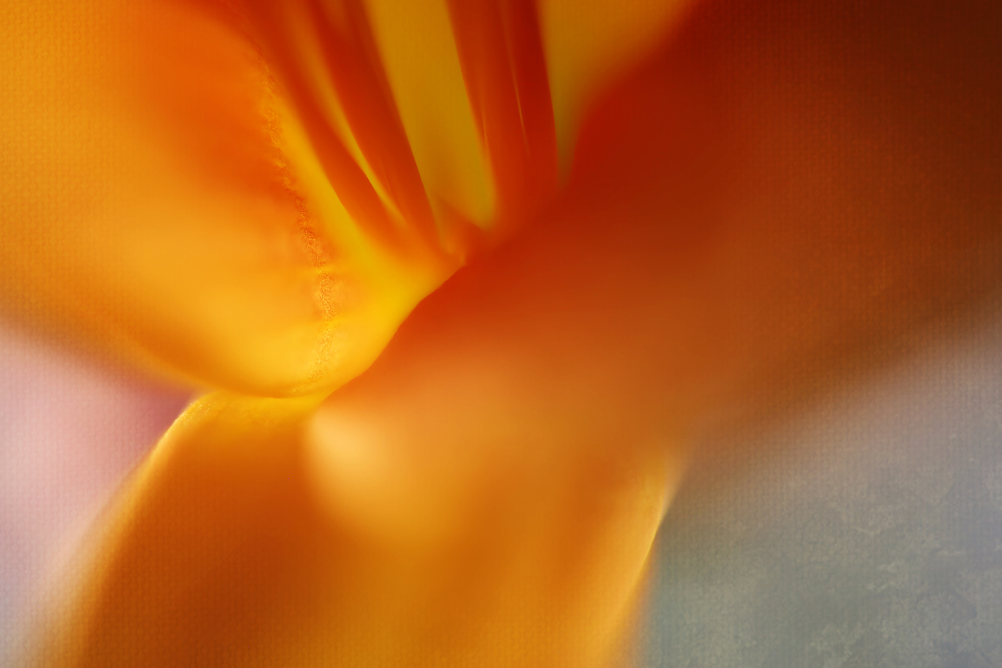 Canon EF 50mm F2.5 Macro sample photo. Dhat-badan photography