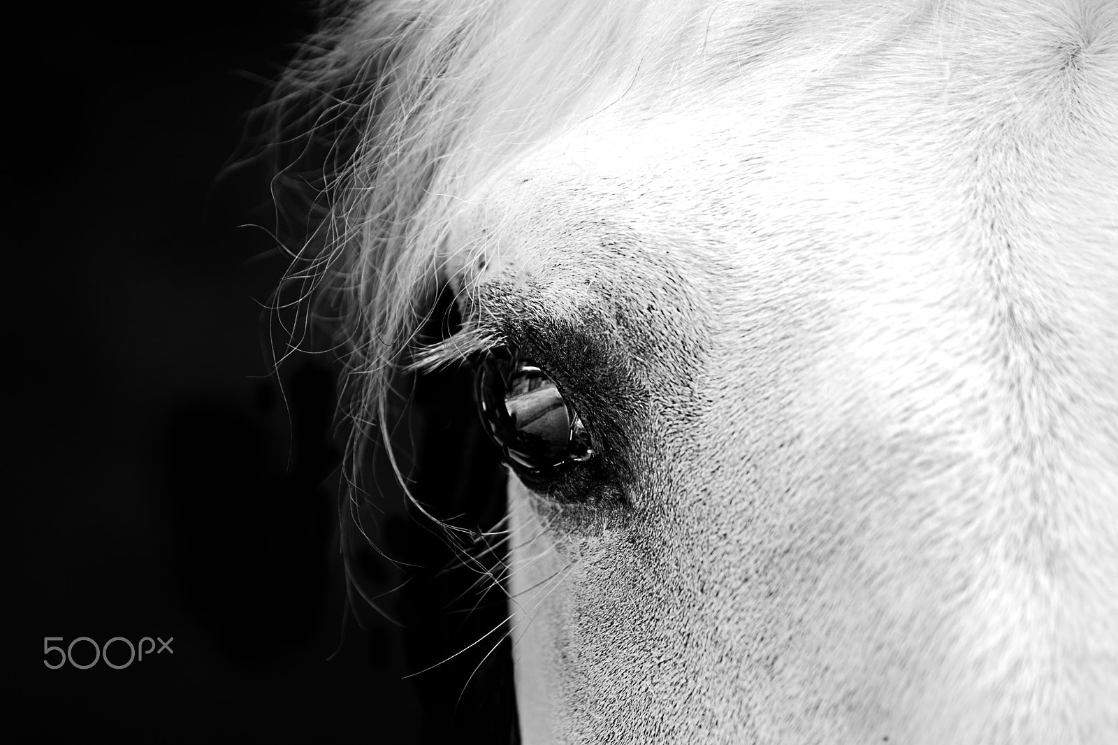 Sony DT 55-200mm F4-5.6 SAM sample photo. Ardlf35 photography