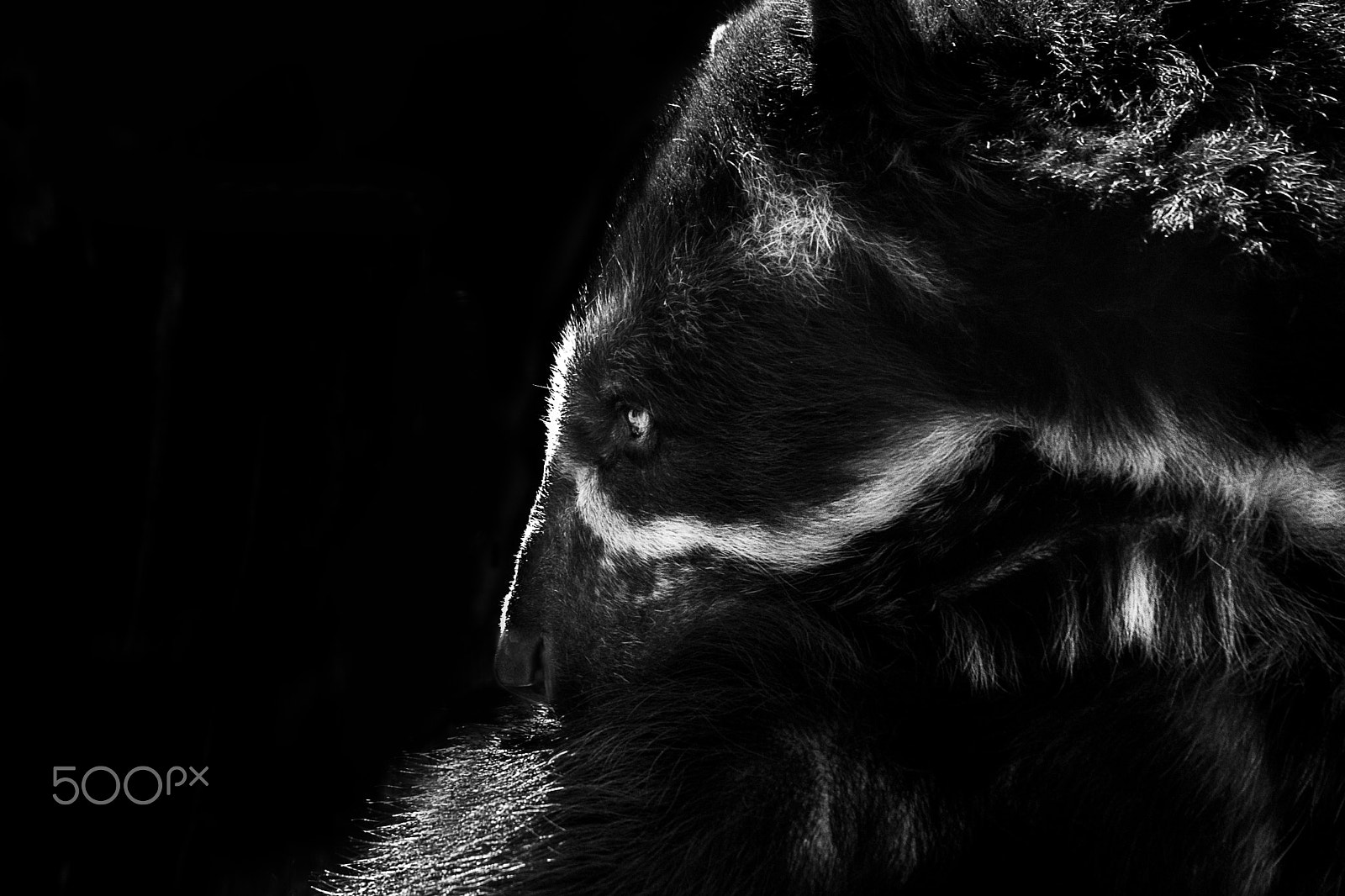 Sigma 150-500mm F5-6.3 DG OS HSM sample photo. Ardlf37 photography
