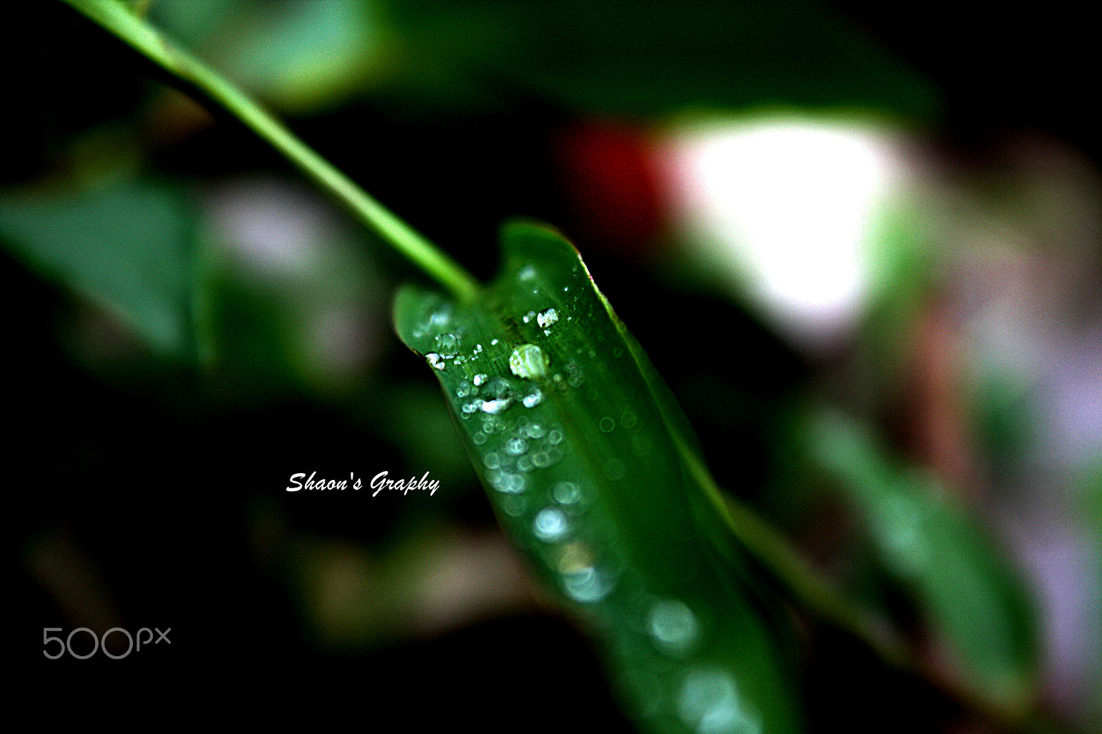 Canon EOS 450D (EOS Rebel XSi / EOS Kiss X2) sample photo. Morning diamonds photography