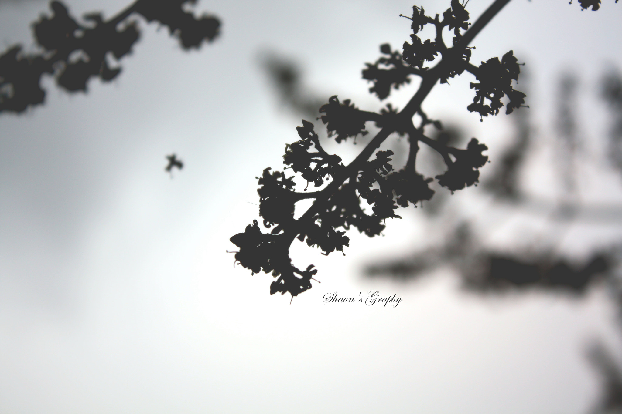 Canon EOS 450D (EOS Rebel XSi / EOS Kiss X2) sample photo. Mango flower b&amp;w photography