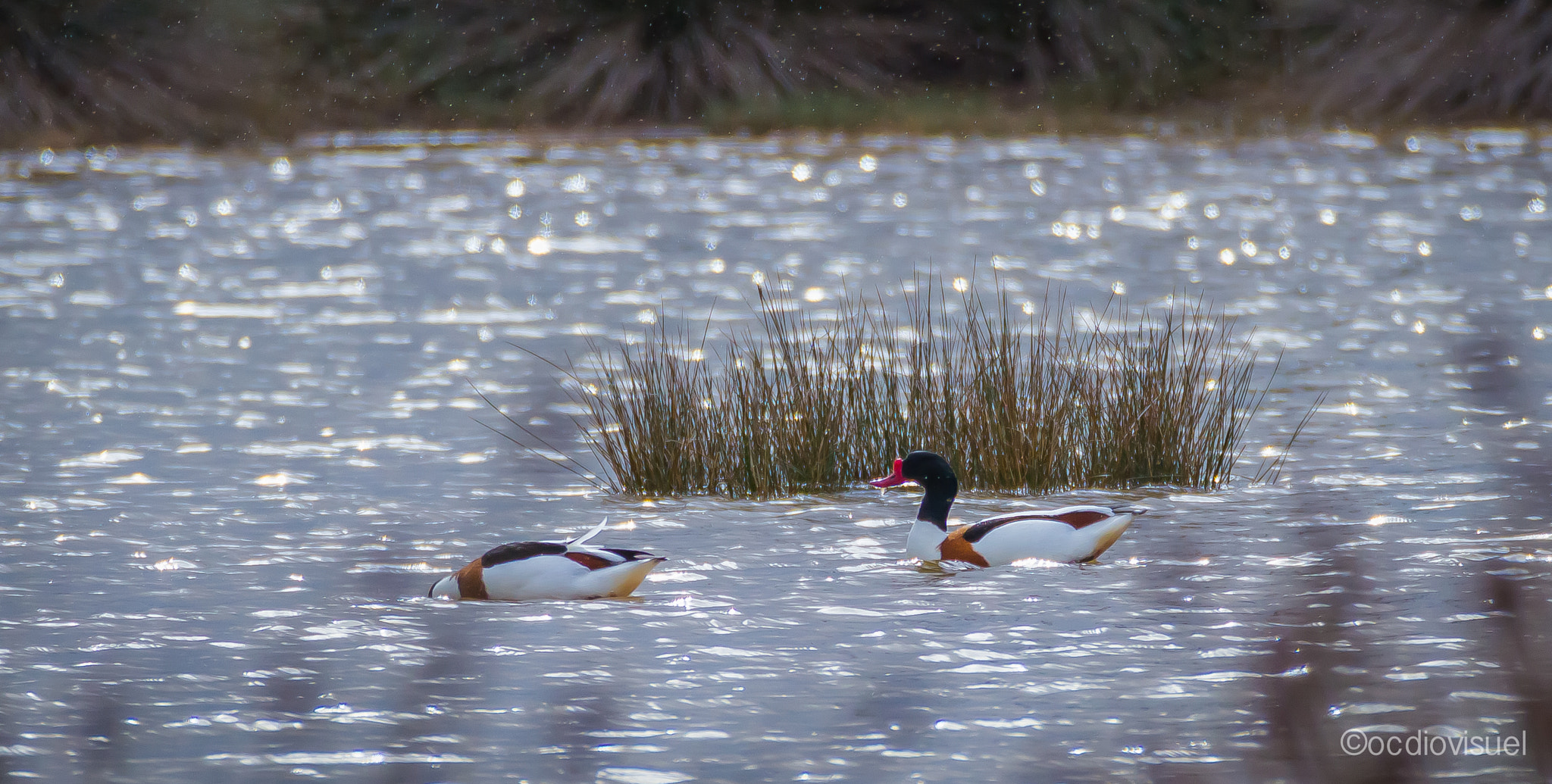Canon EF 100-400mm F4.5-5.6L IS USM sample photo. Le canard tadorne photography