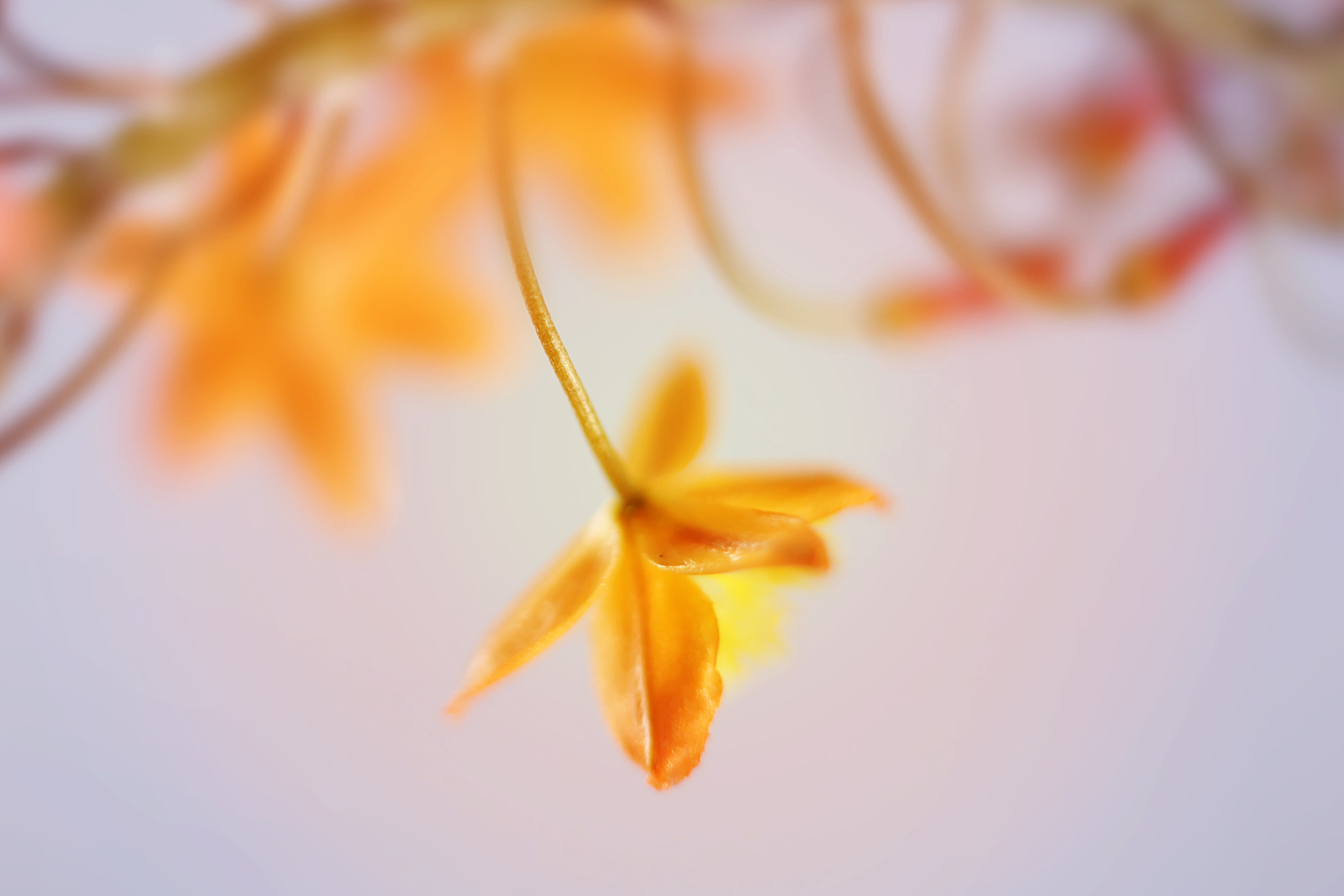Canon EF 50mm F2.5 Macro sample photo. Leap photography