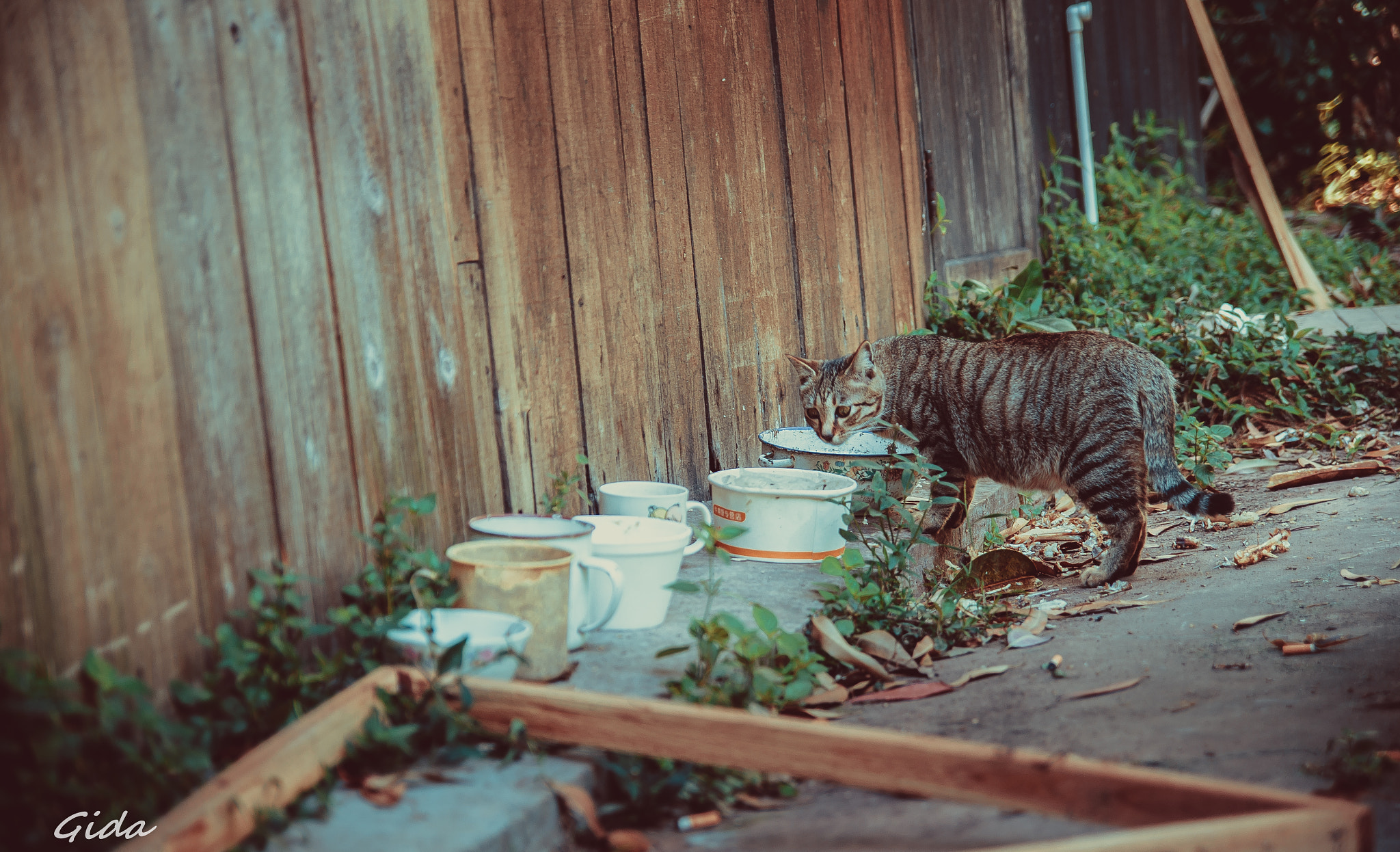 Pentax K-5 II sample photo
