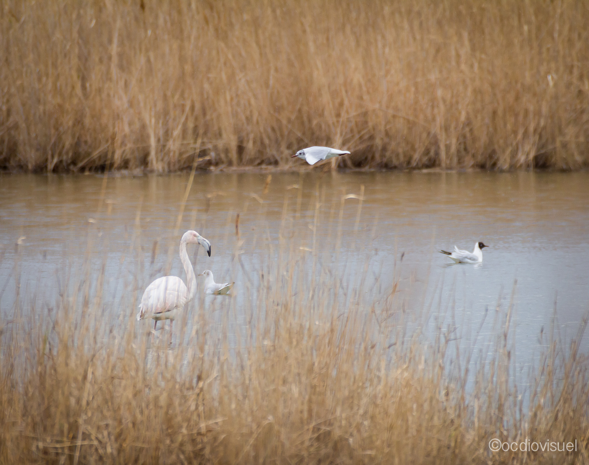 Canon EF 100-400mm F4.5-5.6L IS USM sample photo. Cohabitation photography