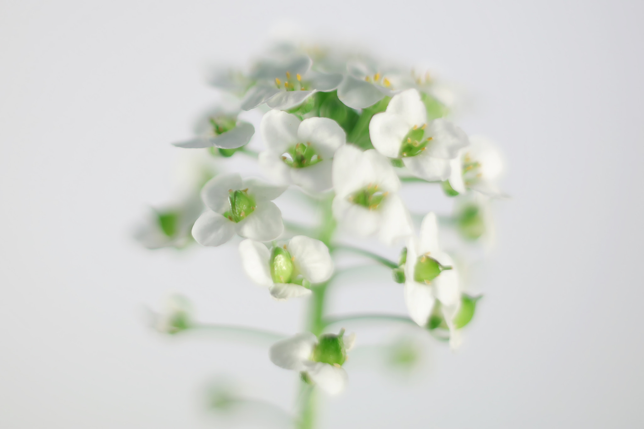 Canon EF 50mm F2.5 Macro sample photo. Nantosuelta photography