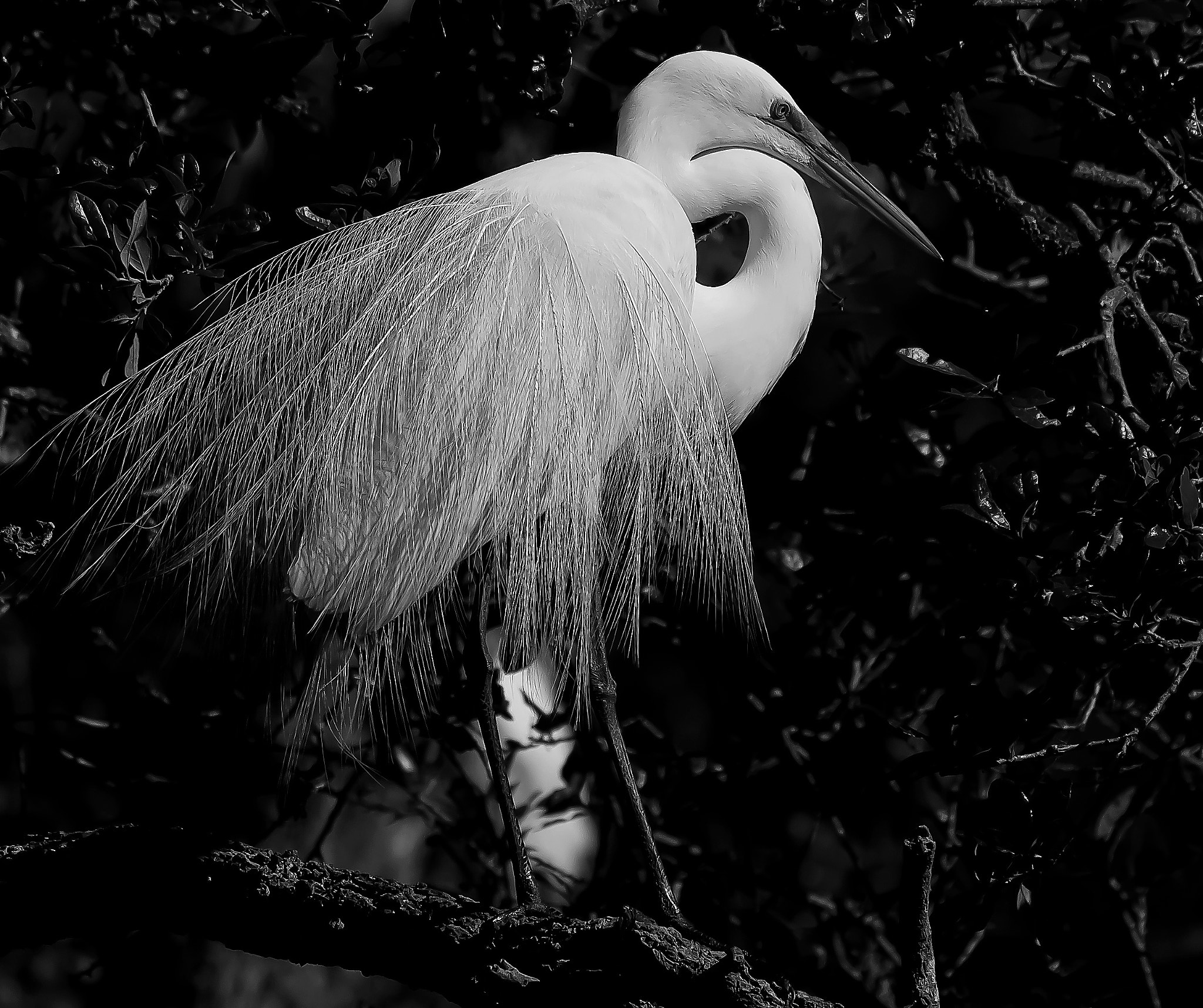 Sigma 50-500mm F4.5-6.3 DG OS HSM sample photo. Great white egret displaying photography