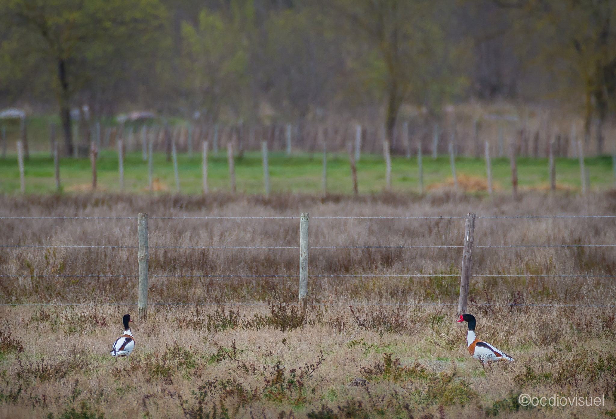 Canon EF 100-400mm F4.5-5.6L IS USM sample photo. Canard tadorne photography