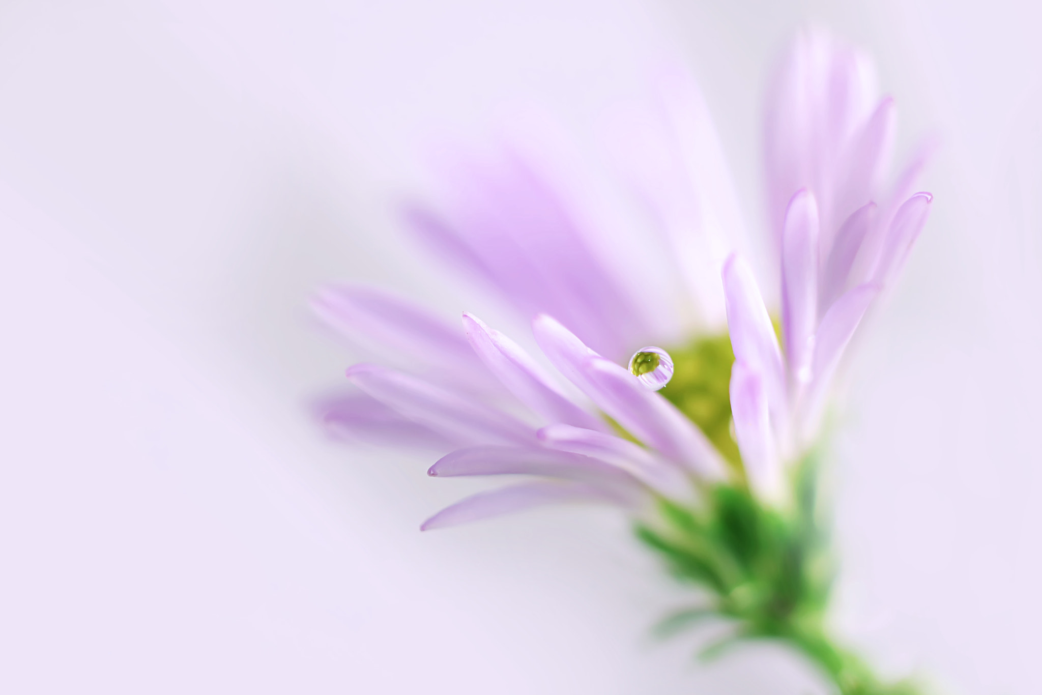 Canon EF 50mm F2.5 Macro sample photo. Follow me photography
