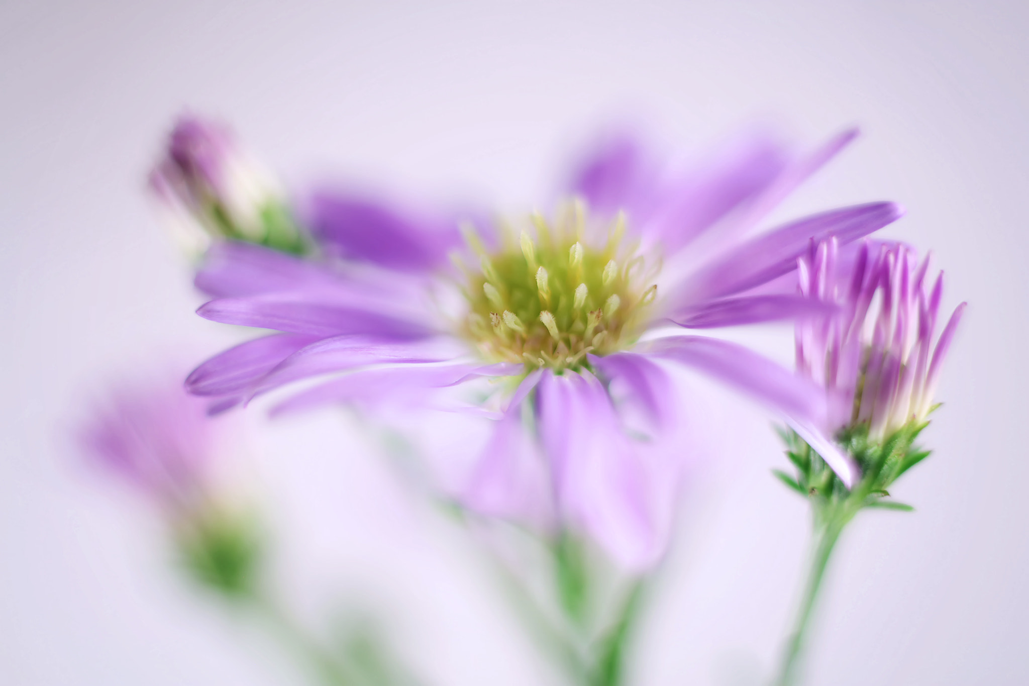 Canon EF 50mm F2.5 Macro sample photo. Friends photography