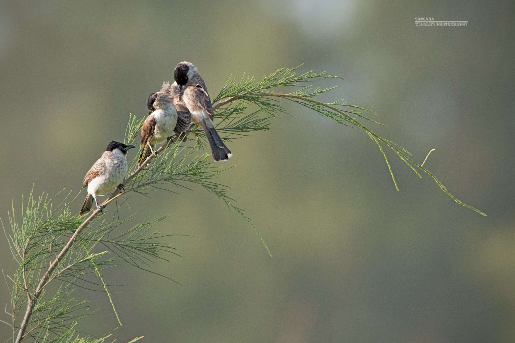 Nikon AF-S Nikkor 400mm F2.8G ED VR II sample photo. Sooty headed trio. photography