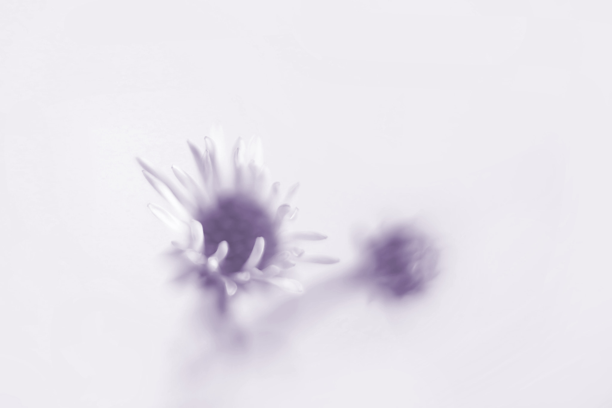 Canon EF 50mm F2.5 Macro sample photo. Antonella photography