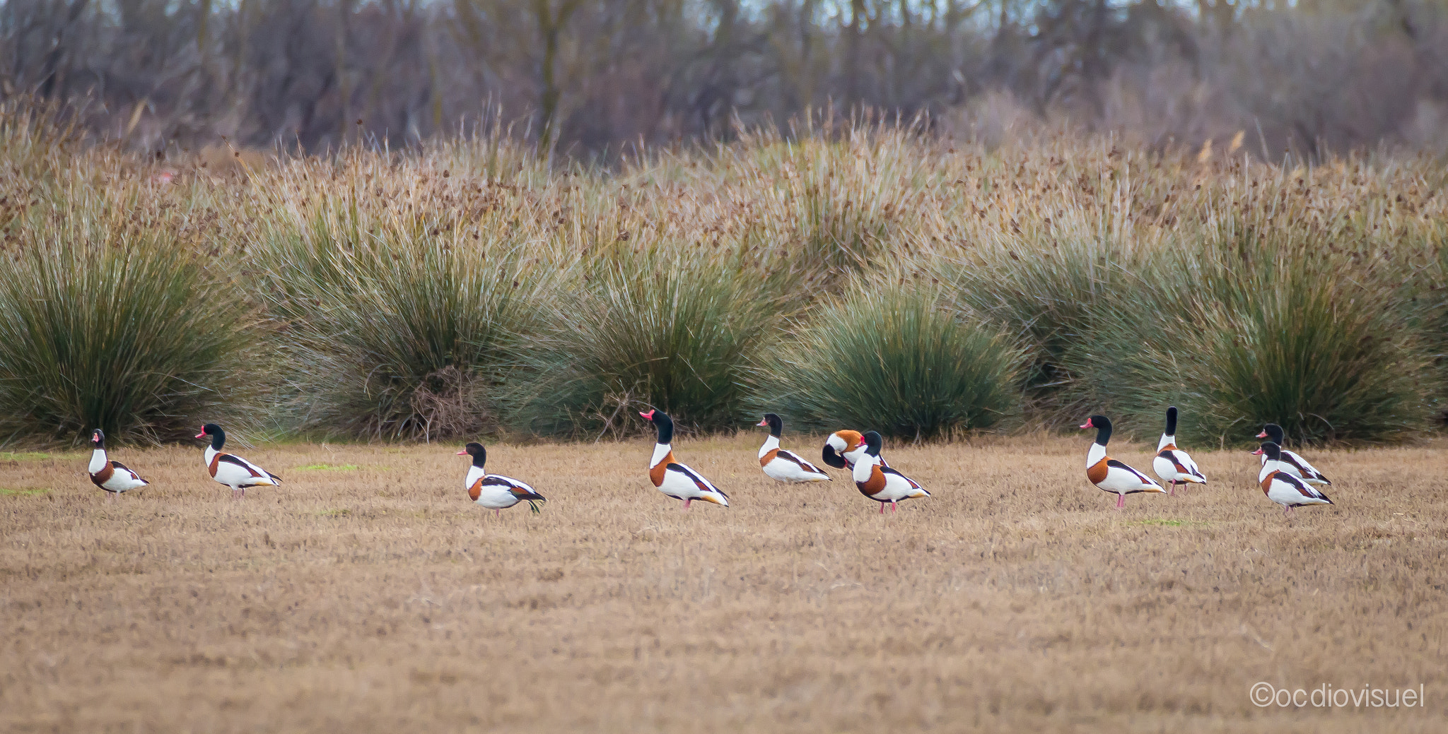 Canon EF 100-400mm F4.5-5.6L IS USM sample photo. Les canards tadorne photography