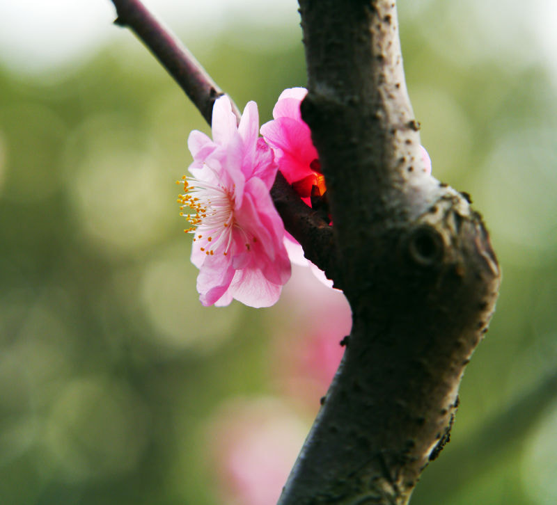 Panasonic Lumix DMC-G3 sample photo. 梅花 photography