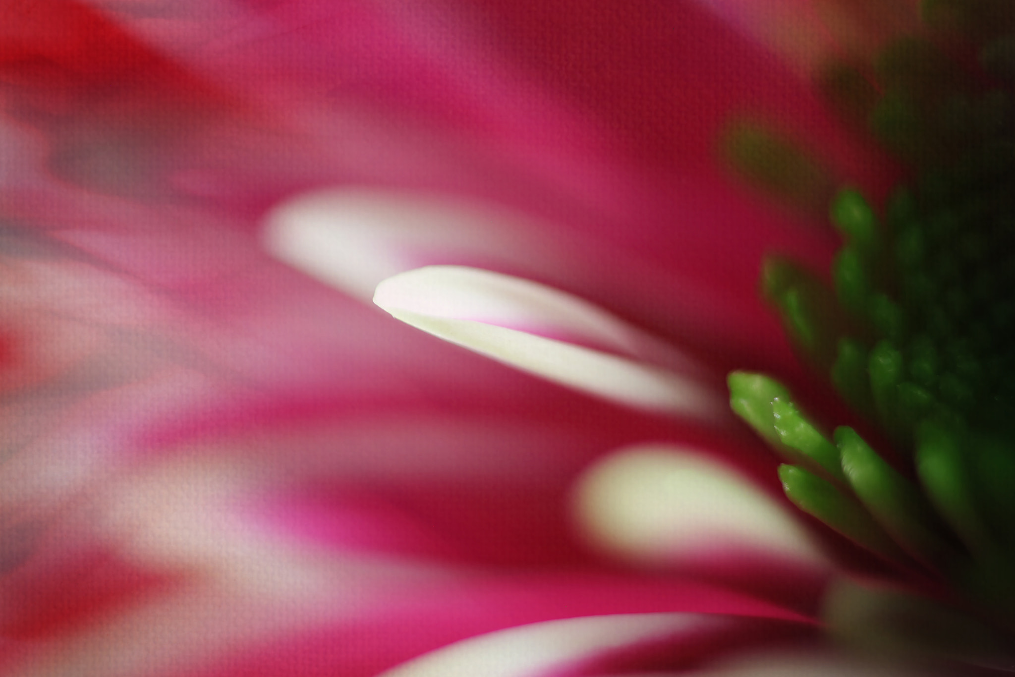 Canon EF 50mm F2.5 Macro sample photo. I'll be there photography