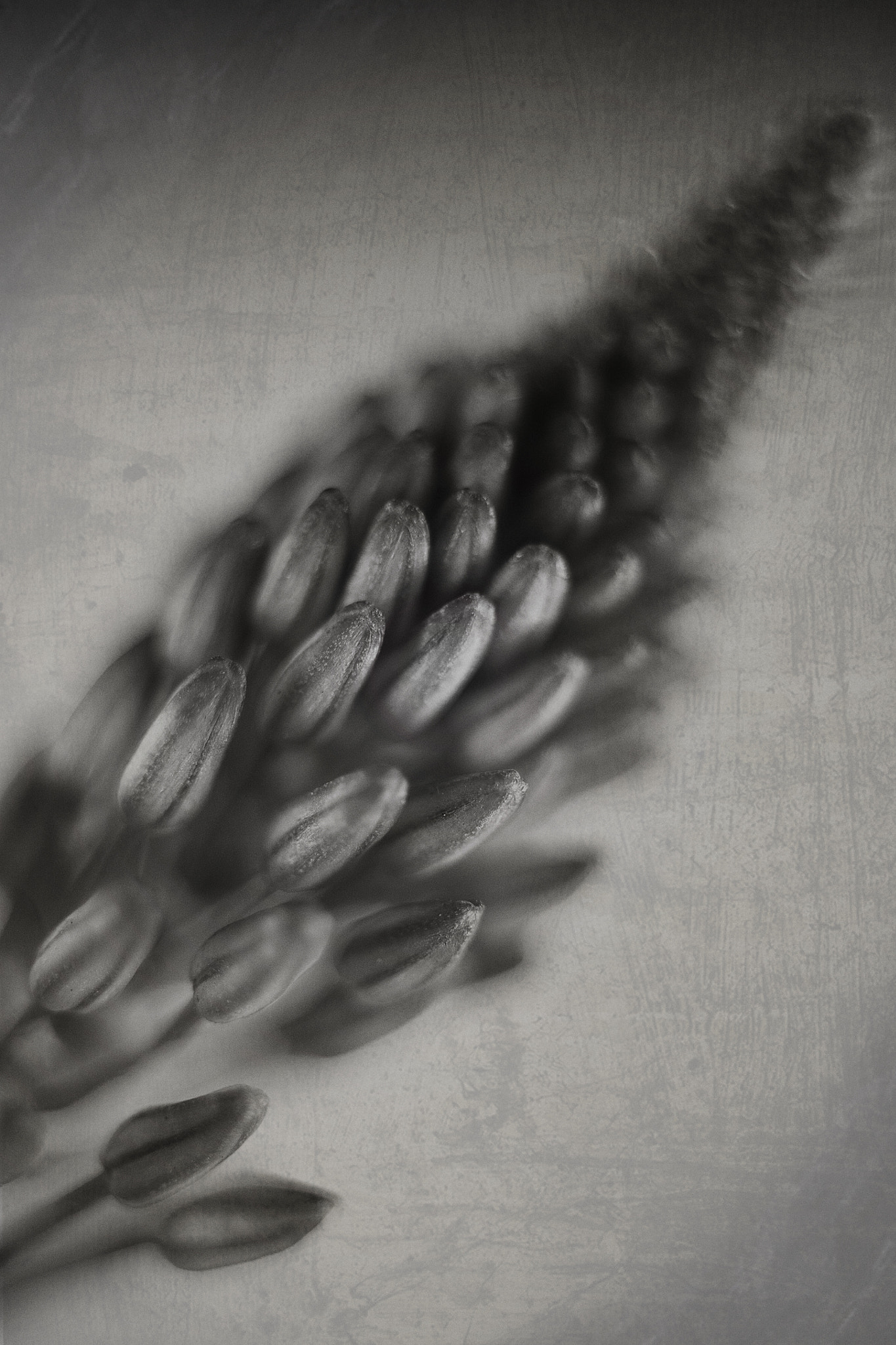 Canon EF 50mm F2.5 Macro sample photo. Will you be there? photography