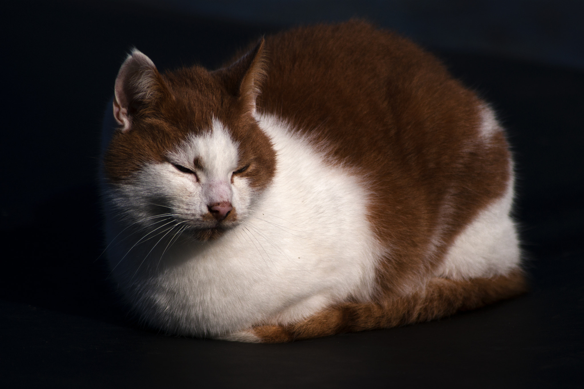 Sony DT 55-200mm F4-5.6 SAM sample photo. Captain cat(loaf) ii photography