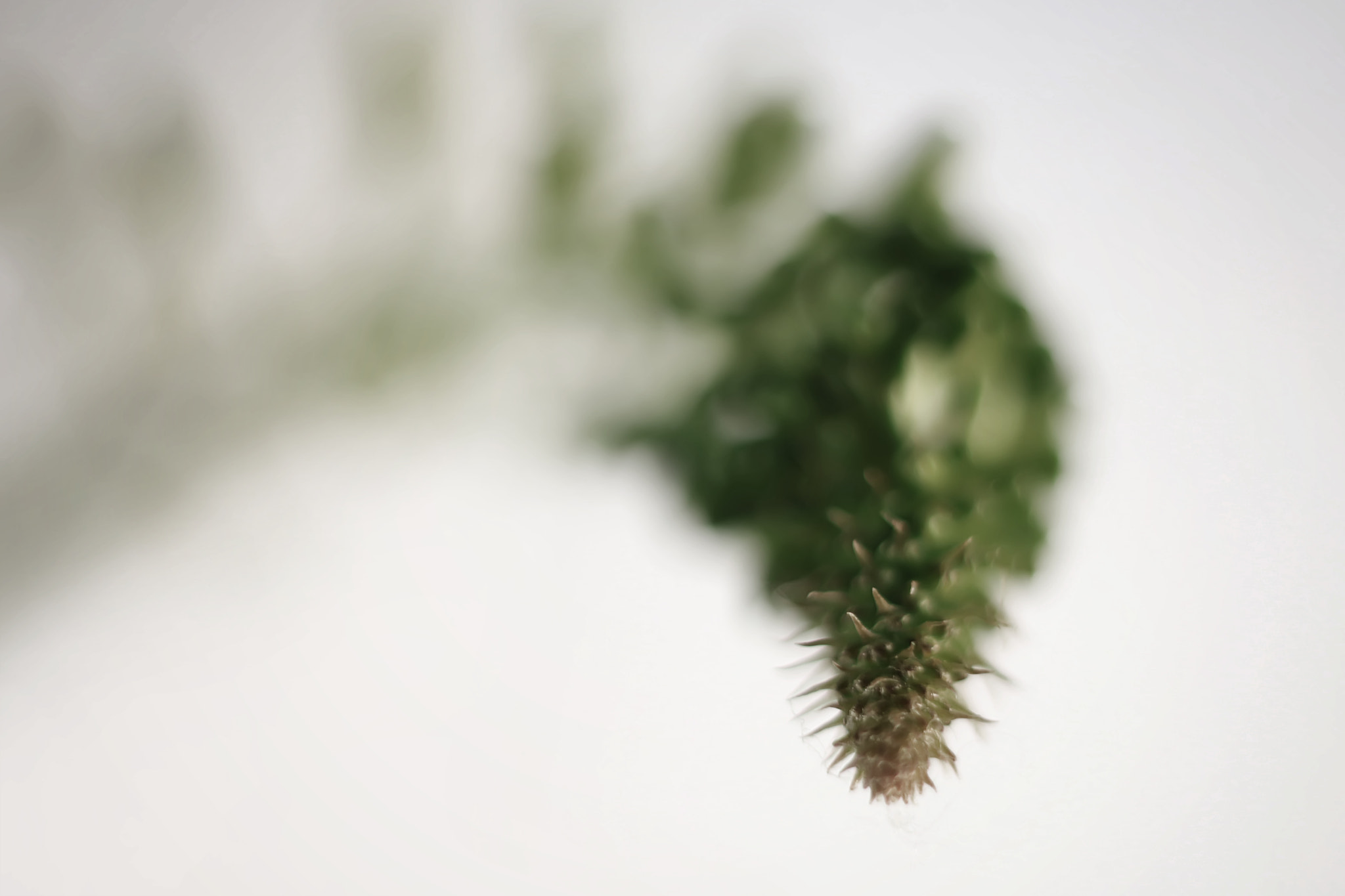 Canon EF 50mm F2.5 Macro sample photo. Searchlight photography