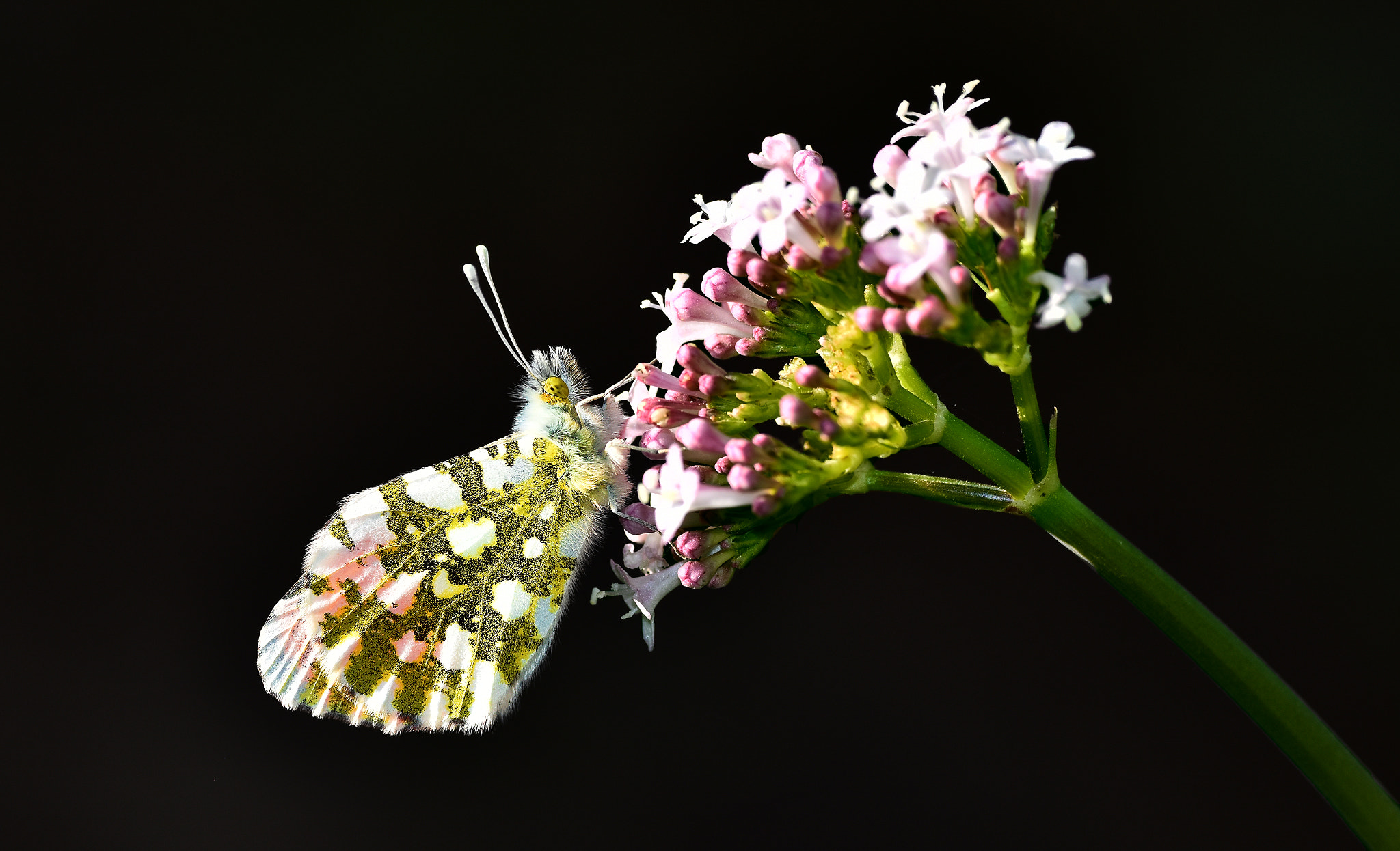 Nikon AF-S Nikkor 600mm F4D ED-IF II sample photo. Anthocharis cardamines photography