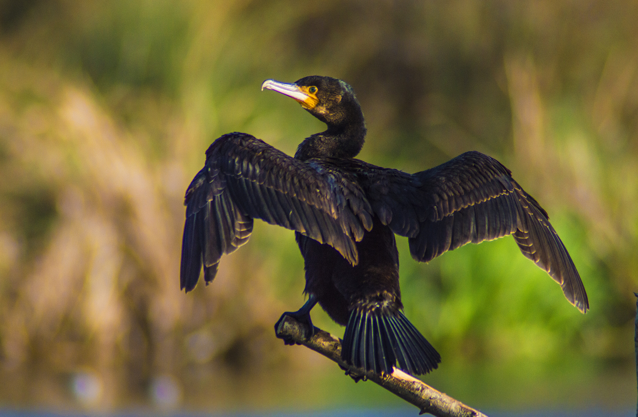 Tamron AF 200-400mm f/5.6 LD IF (75D) sample photo. Cormorán comun (phalacrocorax aristotelis) photography