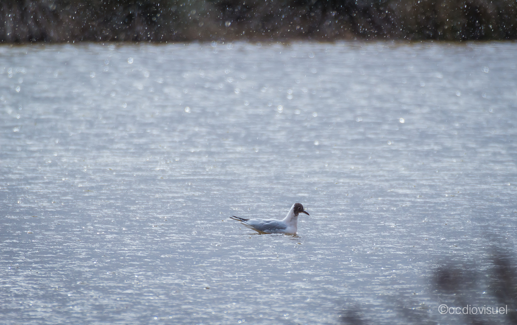Canon EF 100-400mm F4.5-5.6L IS USM sample photo. Solitude photography