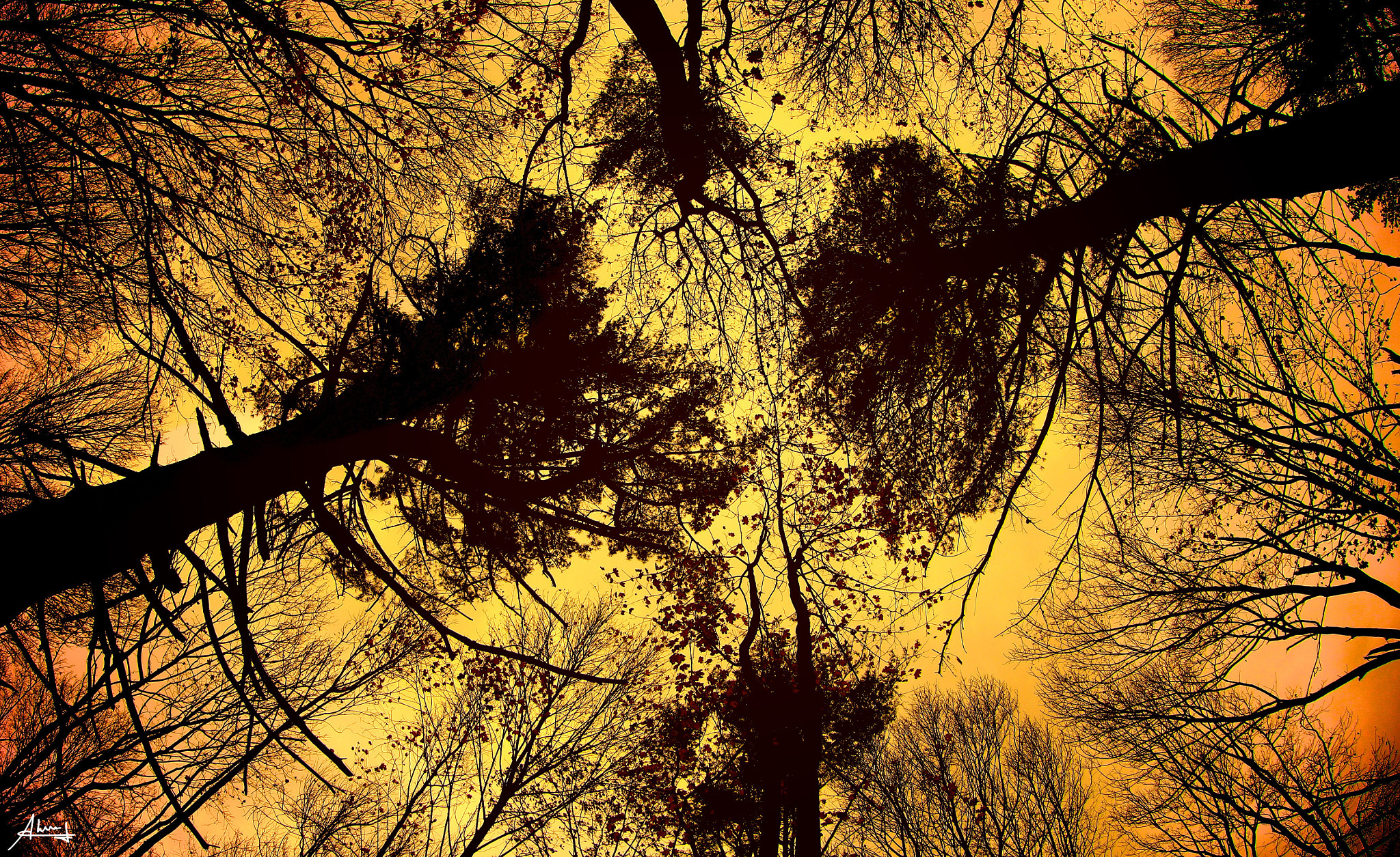 Canon EF 8-15mm F4L Fisheye USM sample photo. Trees nh a photography