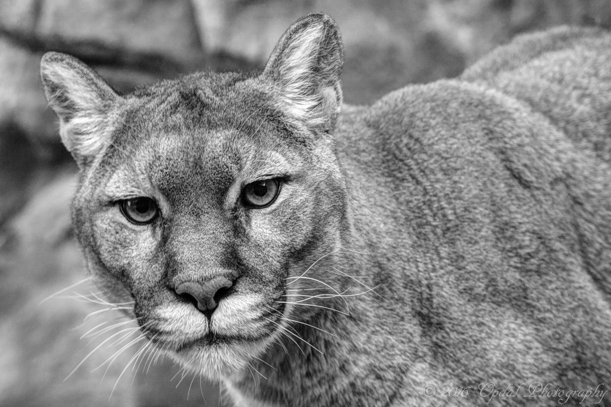 Canon EF 100-400mm F4.5-5.6L IS USM sample photo. Puma photography