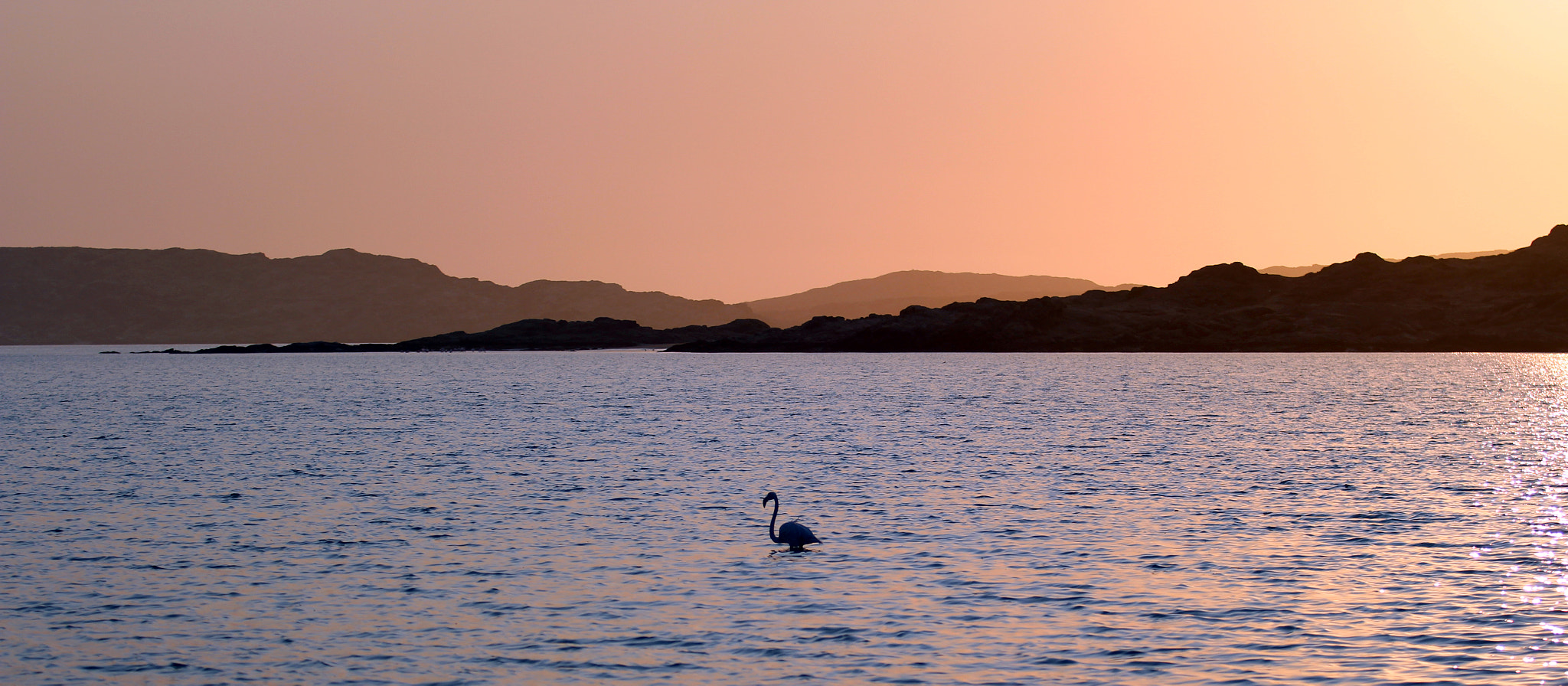 Canon EF 70-200mm F2.8L USM sample photo. Flamingo photography