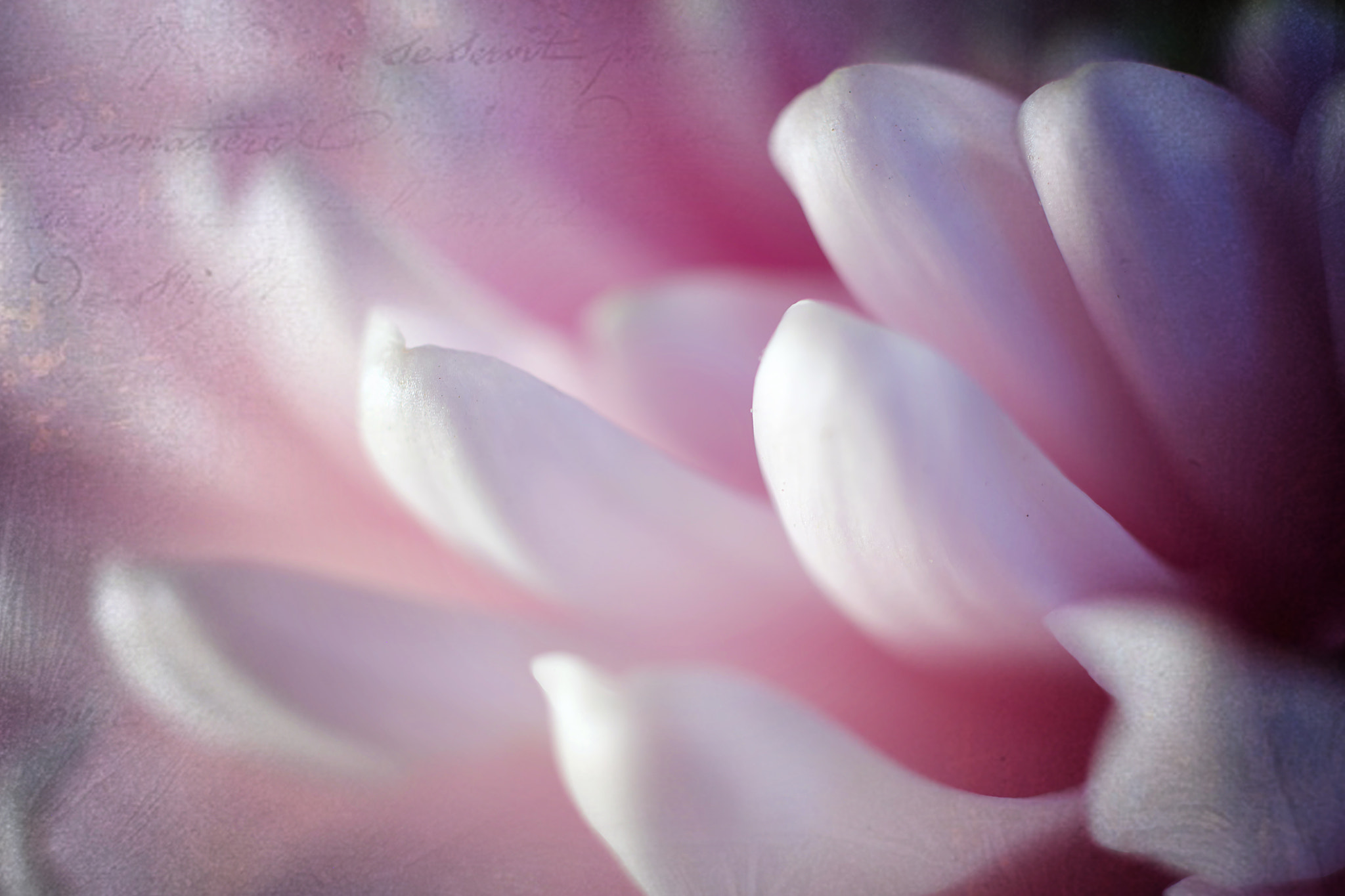 Canon EF 50mm F2.5 Macro sample photo. Confectionery photography