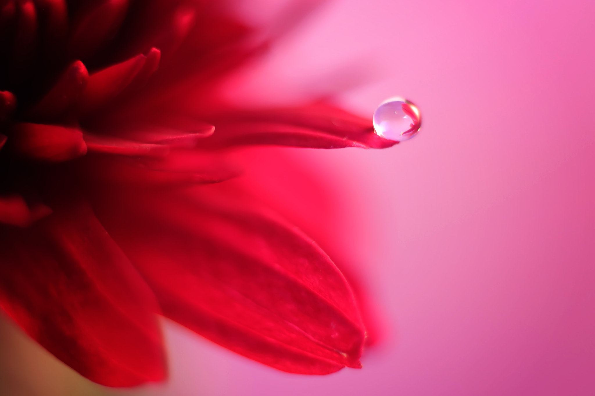 Canon EF 50mm F2.5 Macro sample photo. Walking the tight rope photography