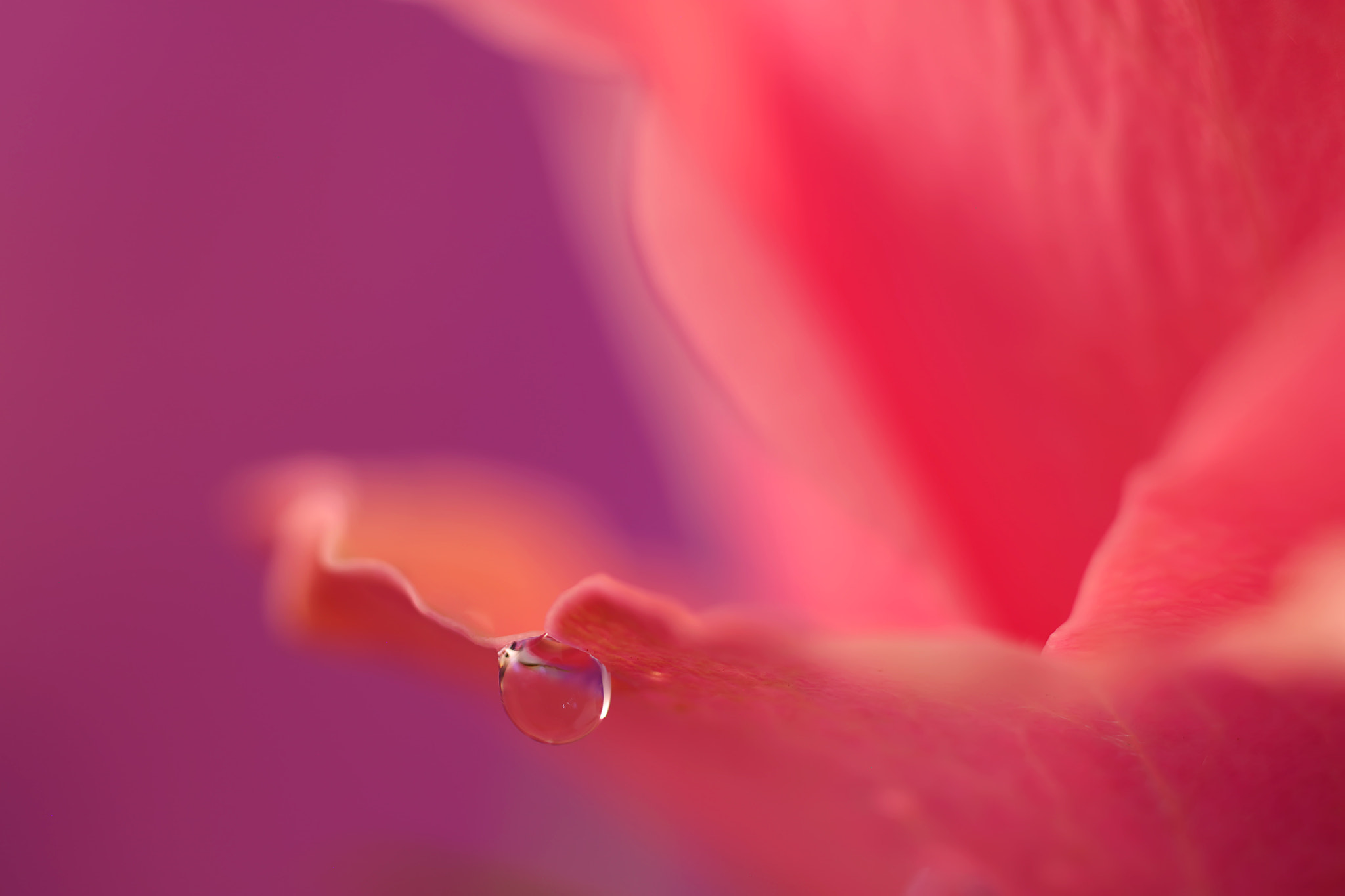 Canon EF 50mm F2.5 Macro sample photo. Everywhere i go i see you photography