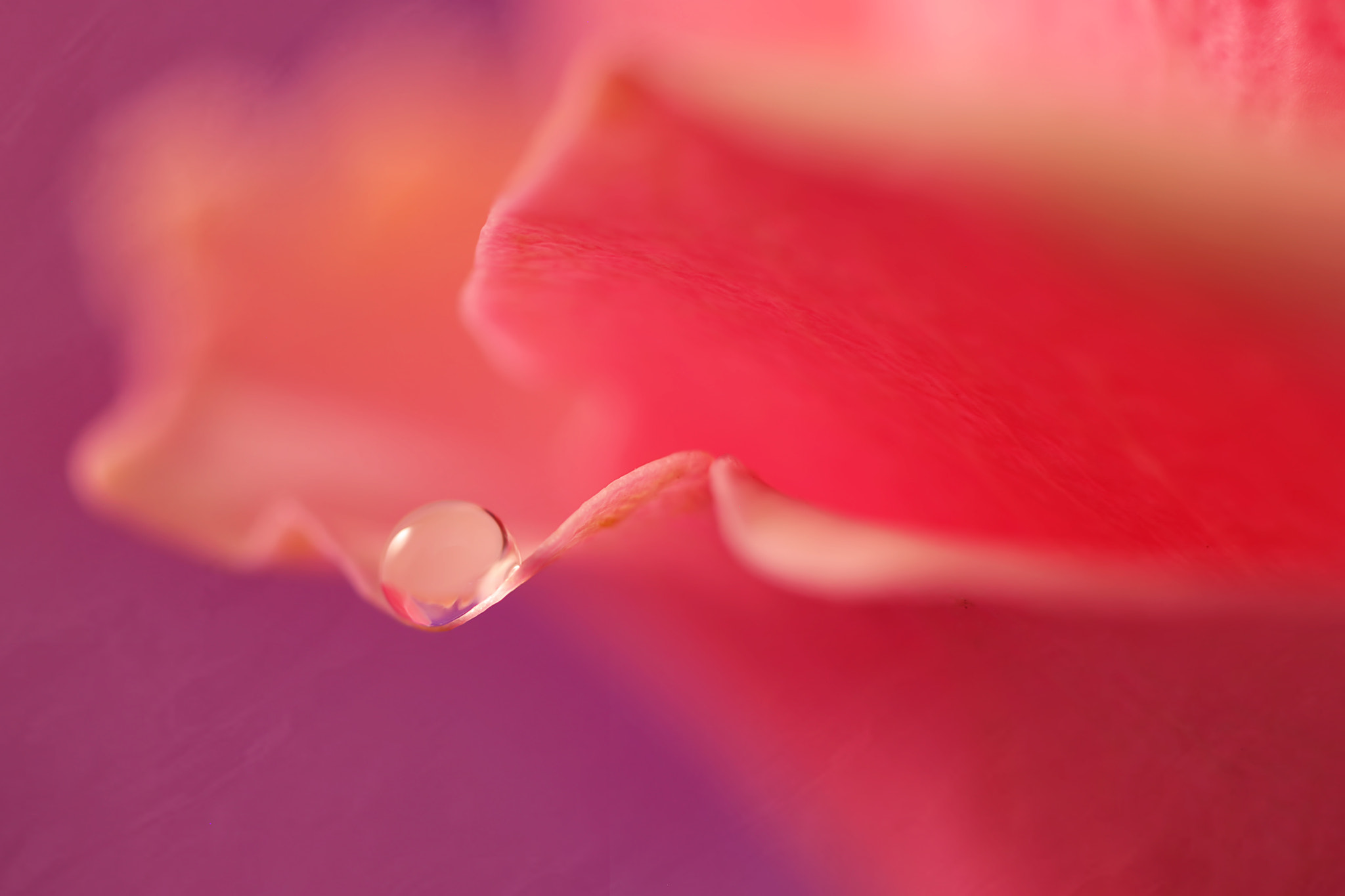 Canon EF 50mm F2.5 Macro sample photo. Mercy photography