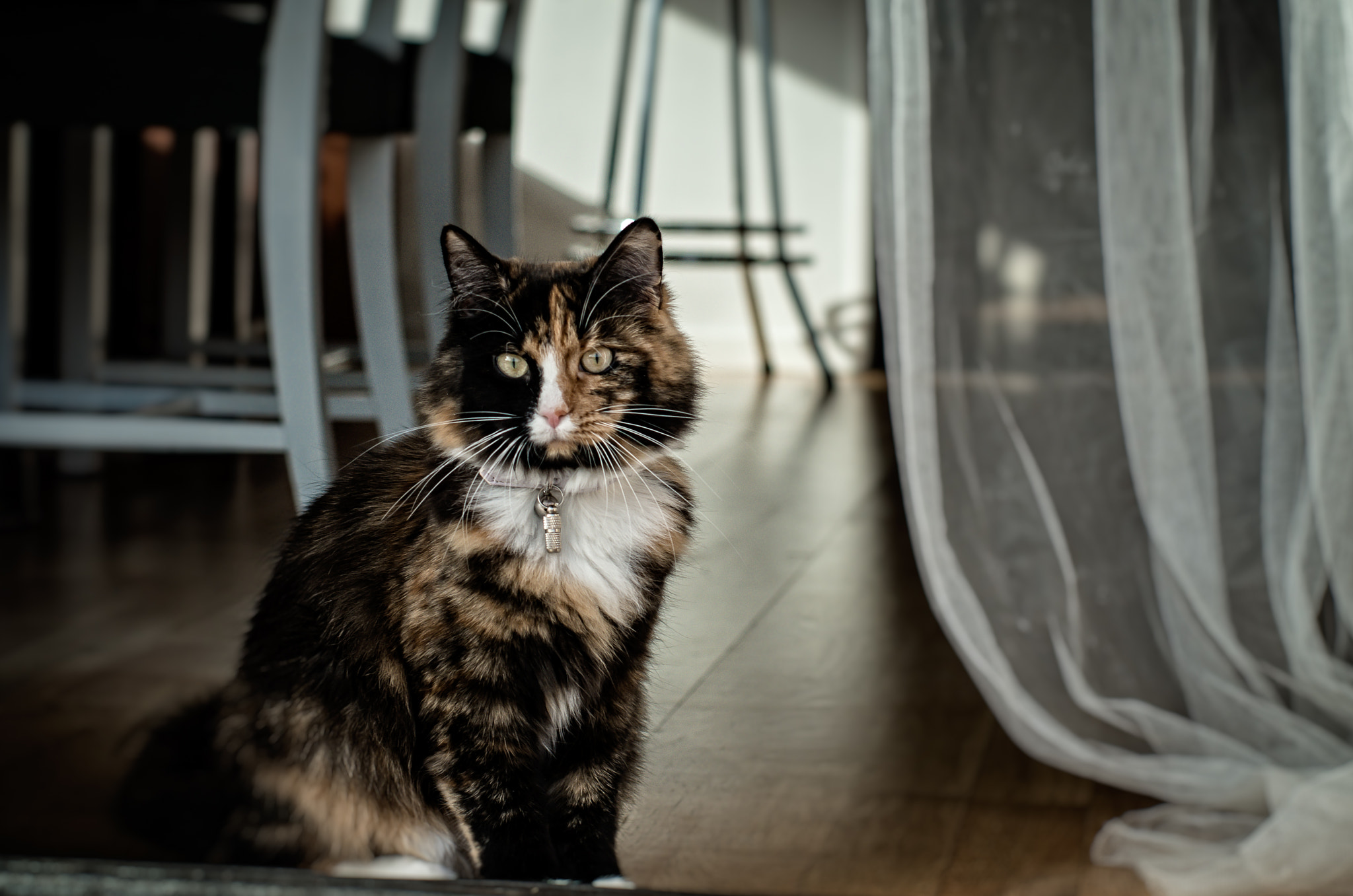 Pentax K-5 II + Pentax smc FA 50mm F1.4 sample photo. My kitten nala photography