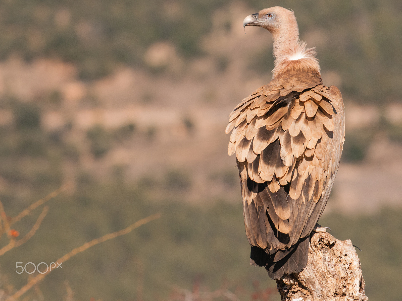 Nikon AF-S Nikkor 300mm F2.8G ED-IF VR sample photo. Griffon vulture (gyps fulvus) photography