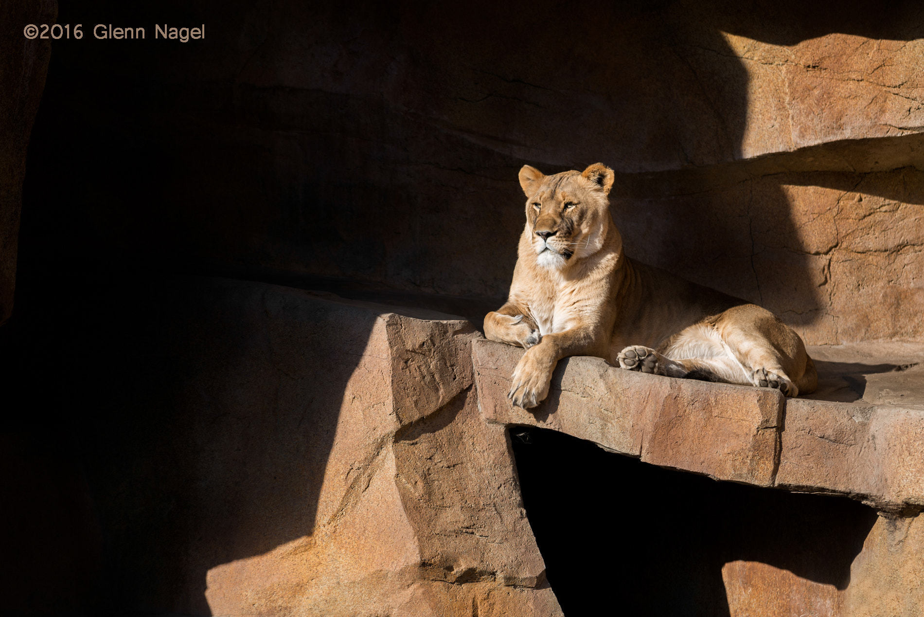 Nikon AF-S Nikkor 300mm F2.8G ED-IF VR sample photo. Basking in the sunlight photography