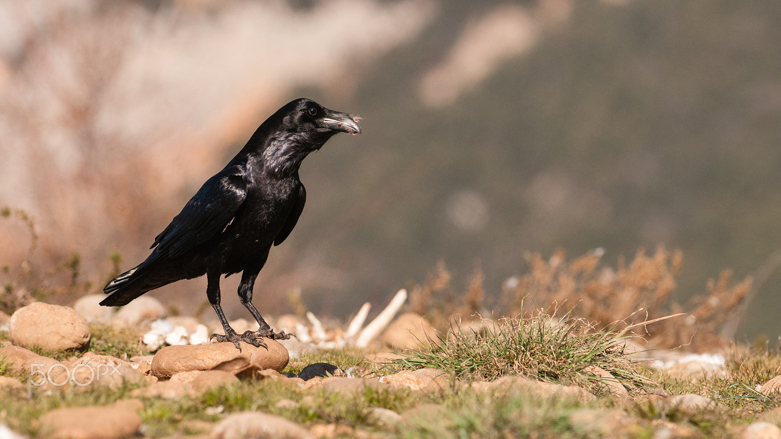 Nikon AF-S Nikkor 300mm F2.8G ED-IF VR sample photo. Northern raven (corvus corax) photography