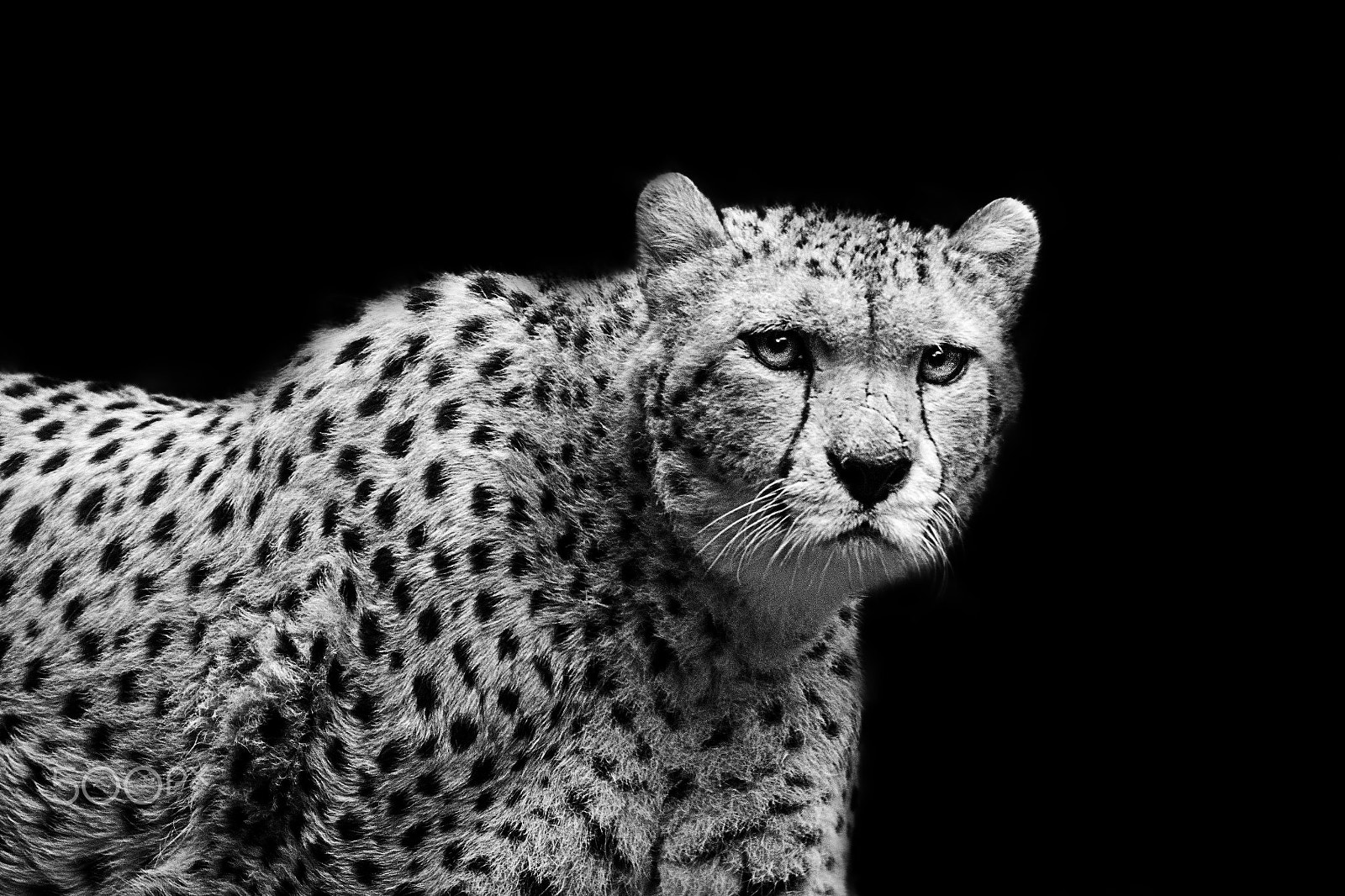 Sigma 150-500mm F5-6.3 DG OS HSM sample photo. Ardlf38 photography