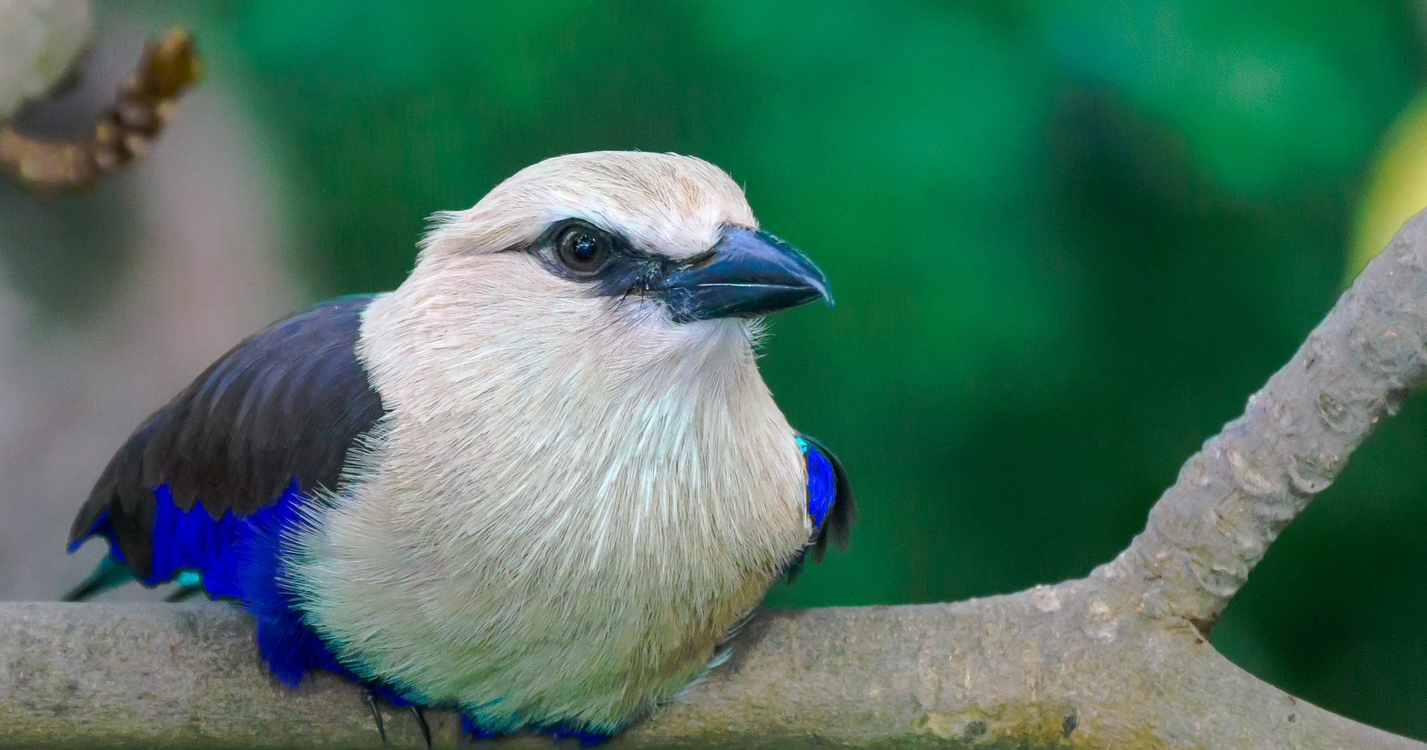 Sony Alpha DSLR-A580 sample photo. Blue bellied roller photography