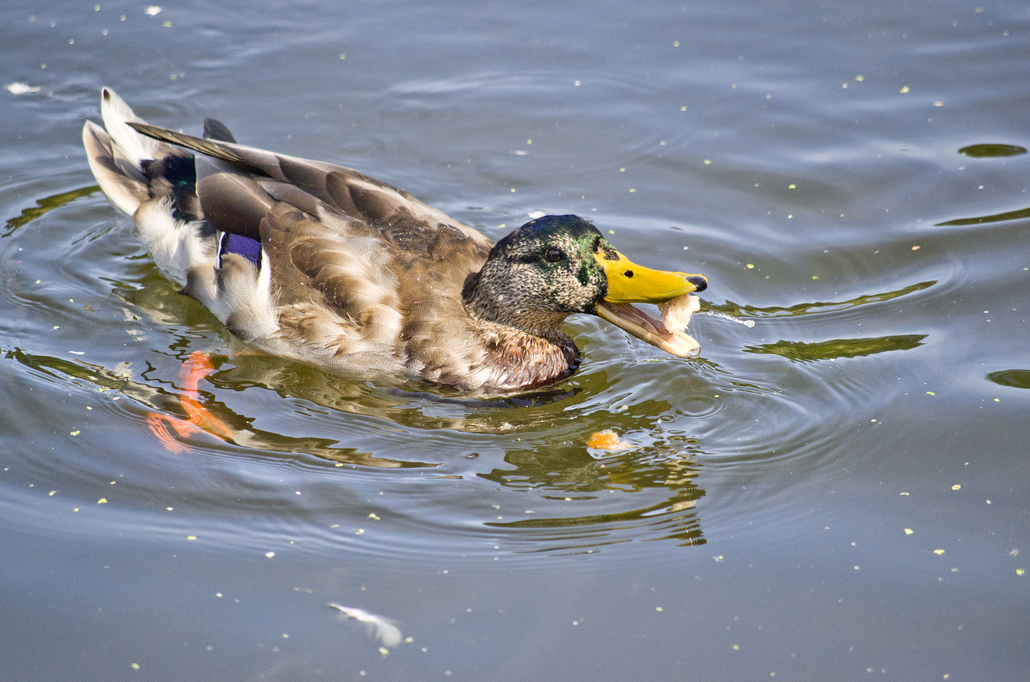 Pentax K-30 + smc Pentax-DA L 50-200mm F4-5.6 ED WR sample photo. Ducks love bread photography