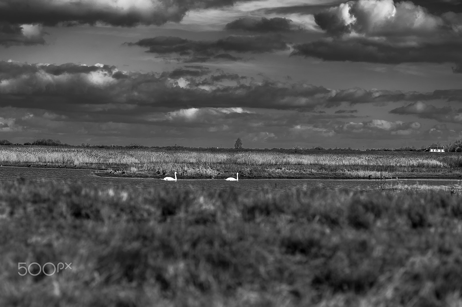 Leica M9 + Leica Summarit-M 75mm F2.5 sample photo. Rspb frampton marsh, birds, nature.photo: jaimanuel freire photography