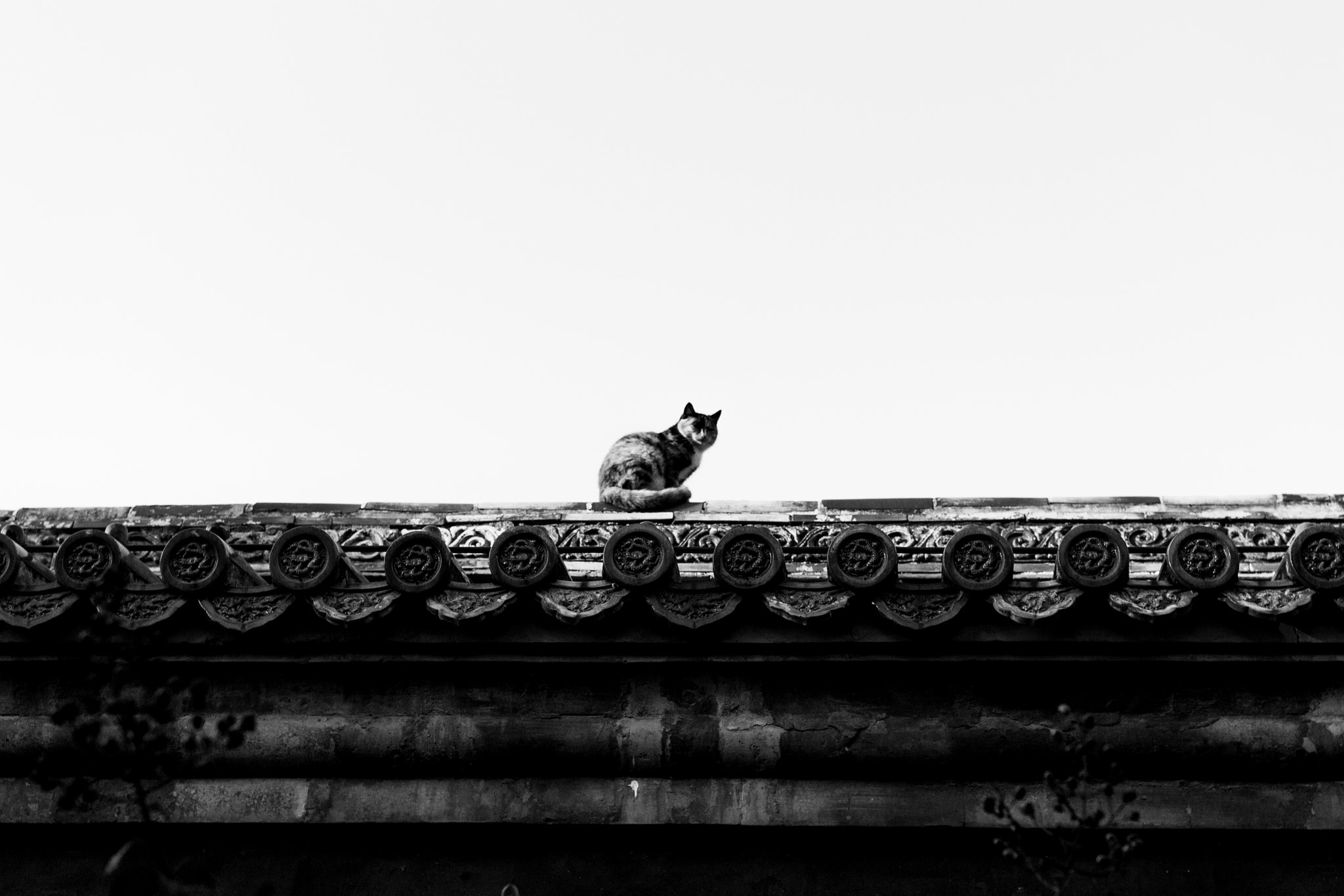 Sigma 18-35mm f/1.8 DC HSM sample photo. Think cat photography