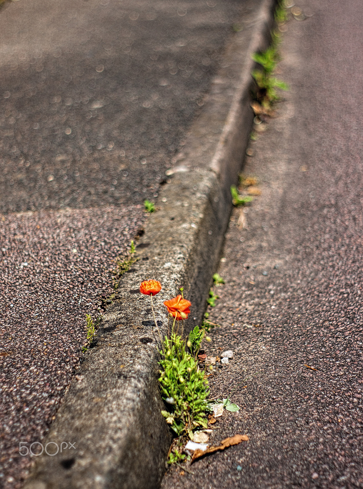 Sony Alpha DSLR-A700 + Minolta AF 50mm F1.7 sample photo. Lonely poppies photography