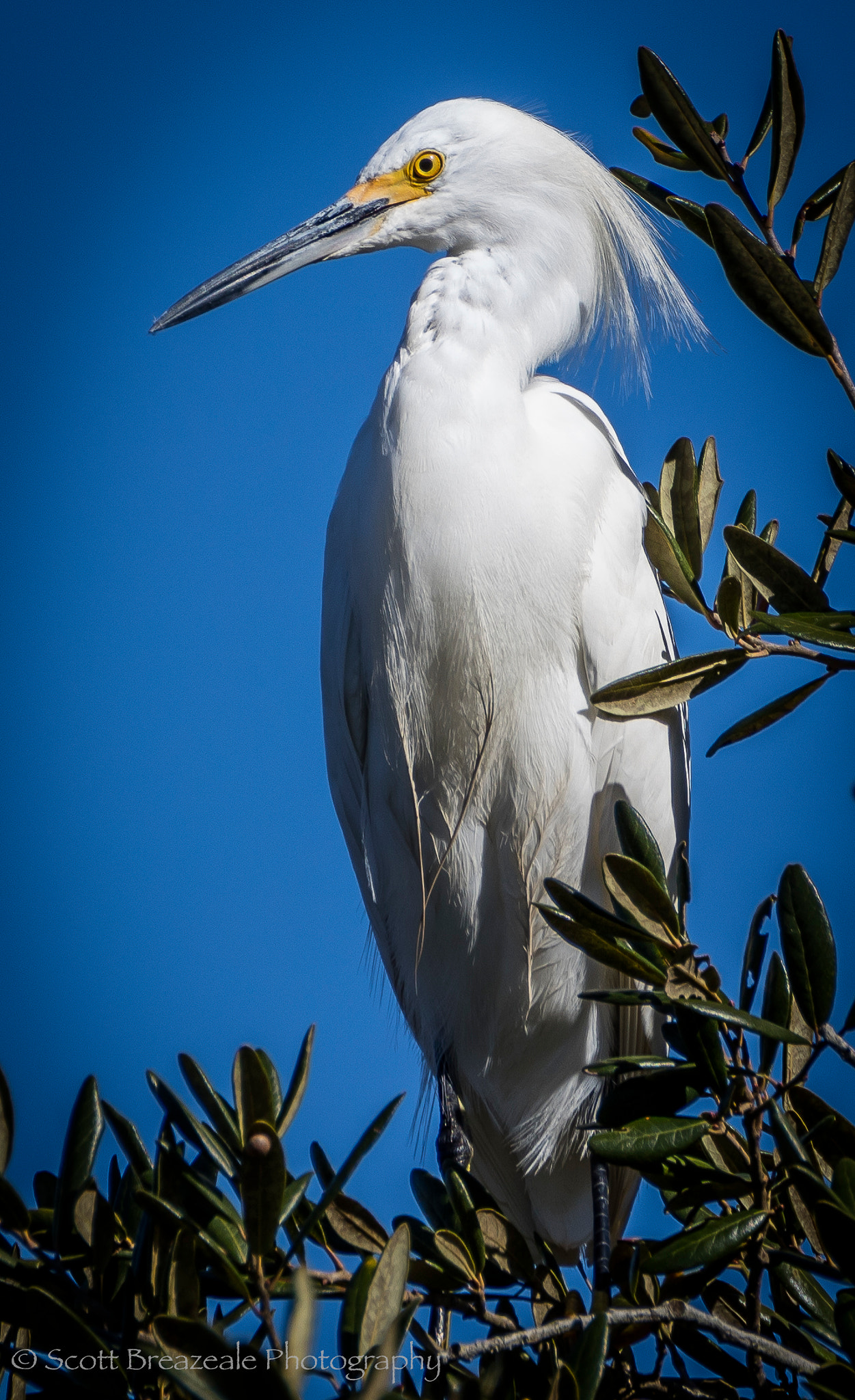 Tamron SP 150-600mm F5-6.3 Di VC USD sample photo. Portrait of a snowy white egret photography