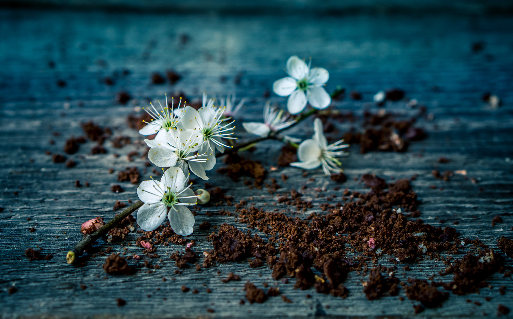 Sony Alpha NEX-3N + E 50mm F1.8 OSS sample photo. Flower photography