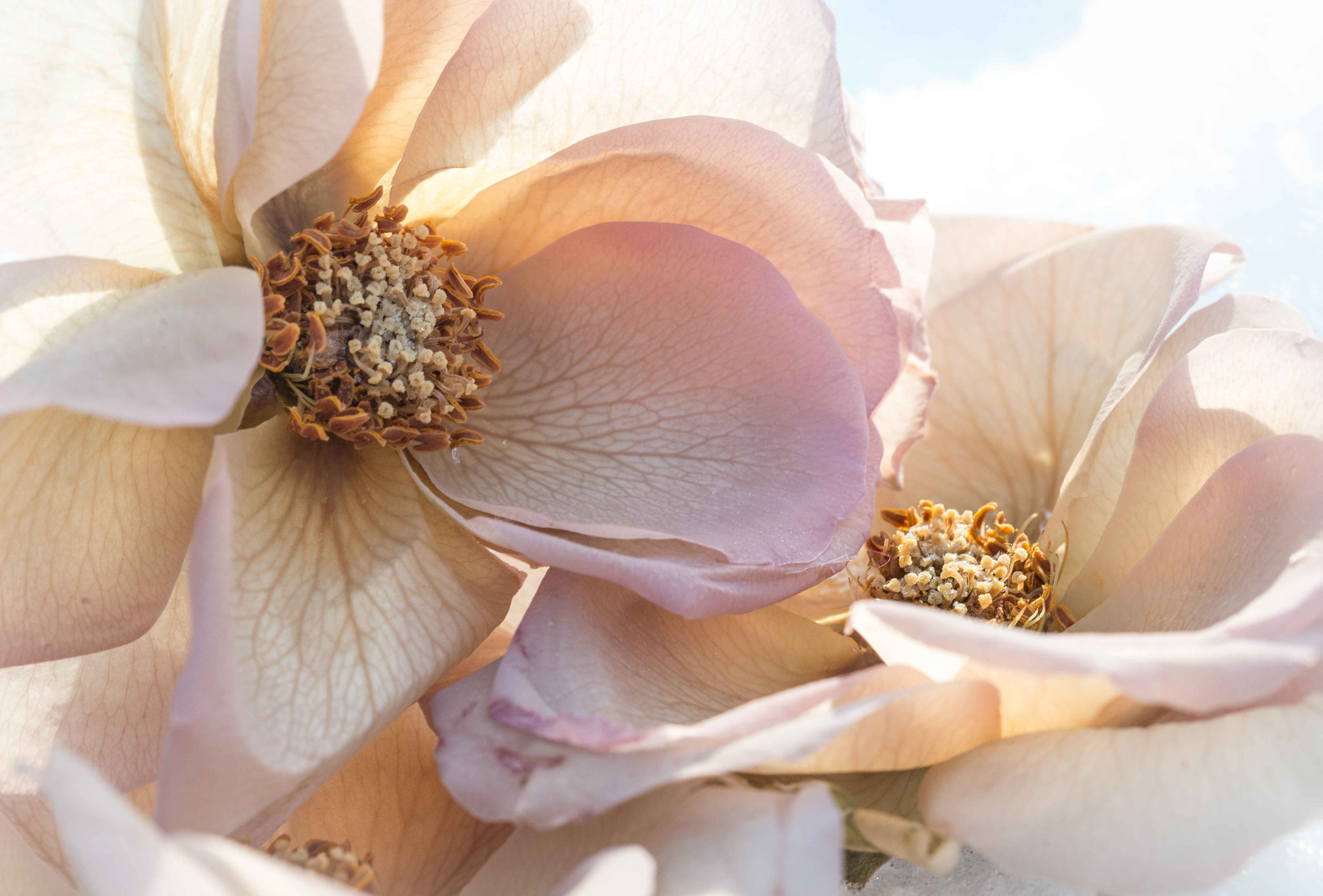 Sigma 105mm F2.8 EX DG OS HSM sample photo. Rose photography