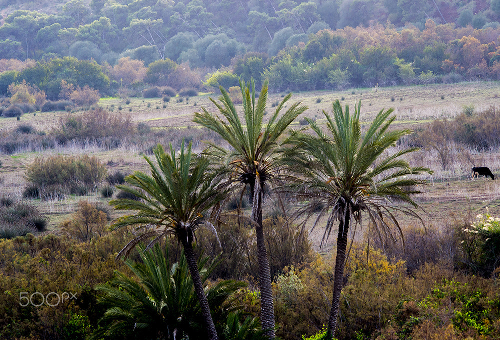 Nikon D3100 + AF Nikkor 70-210mm f/4-5.6 sample photo. 4 isolated palms photography