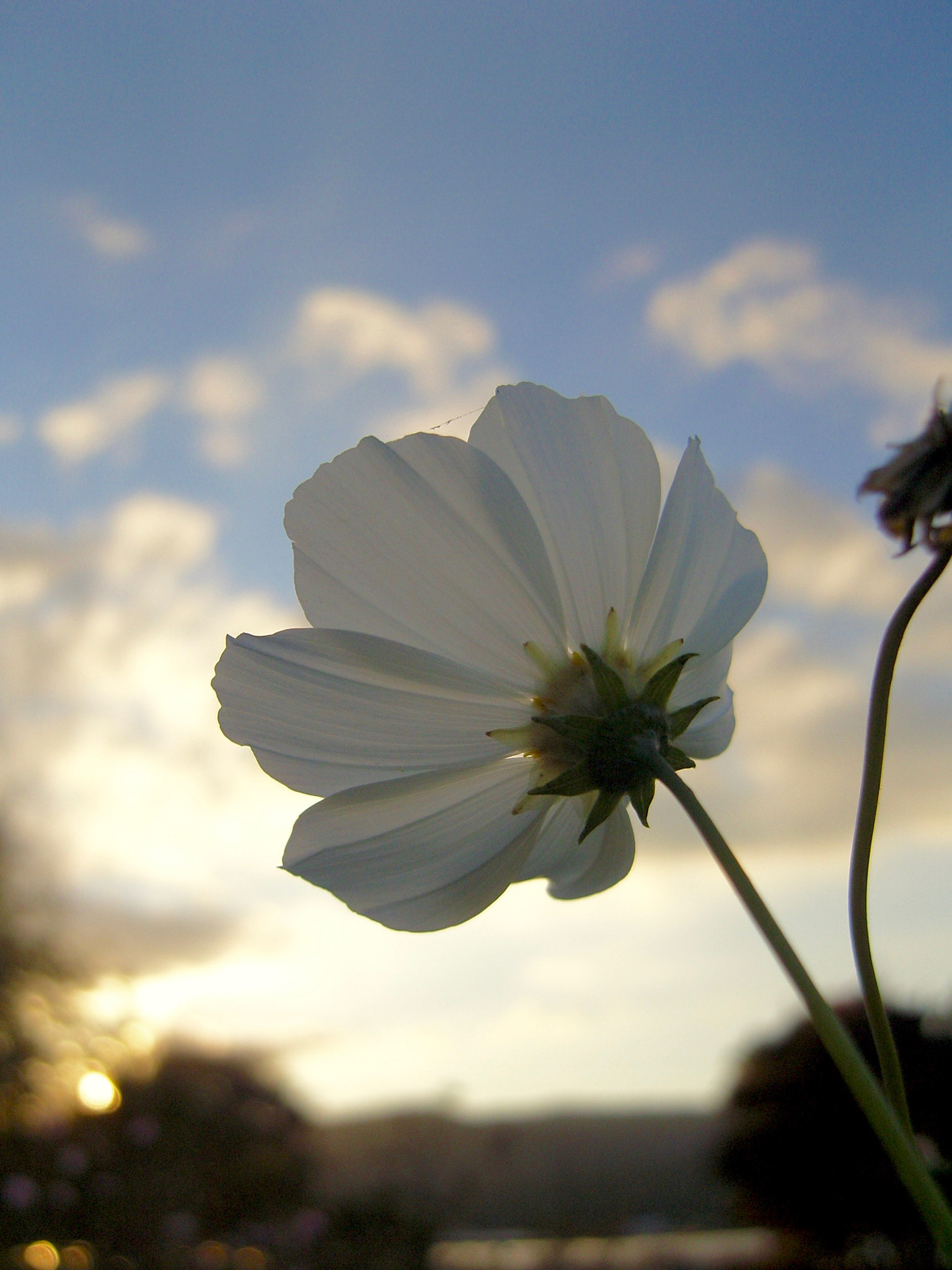 Samsung VLUU NV10, NV10 sample photo. Flower photography