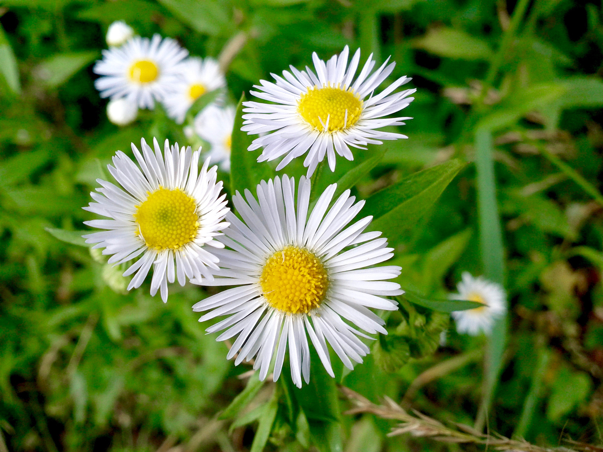 Google Nexus S sample photo. Flower photography