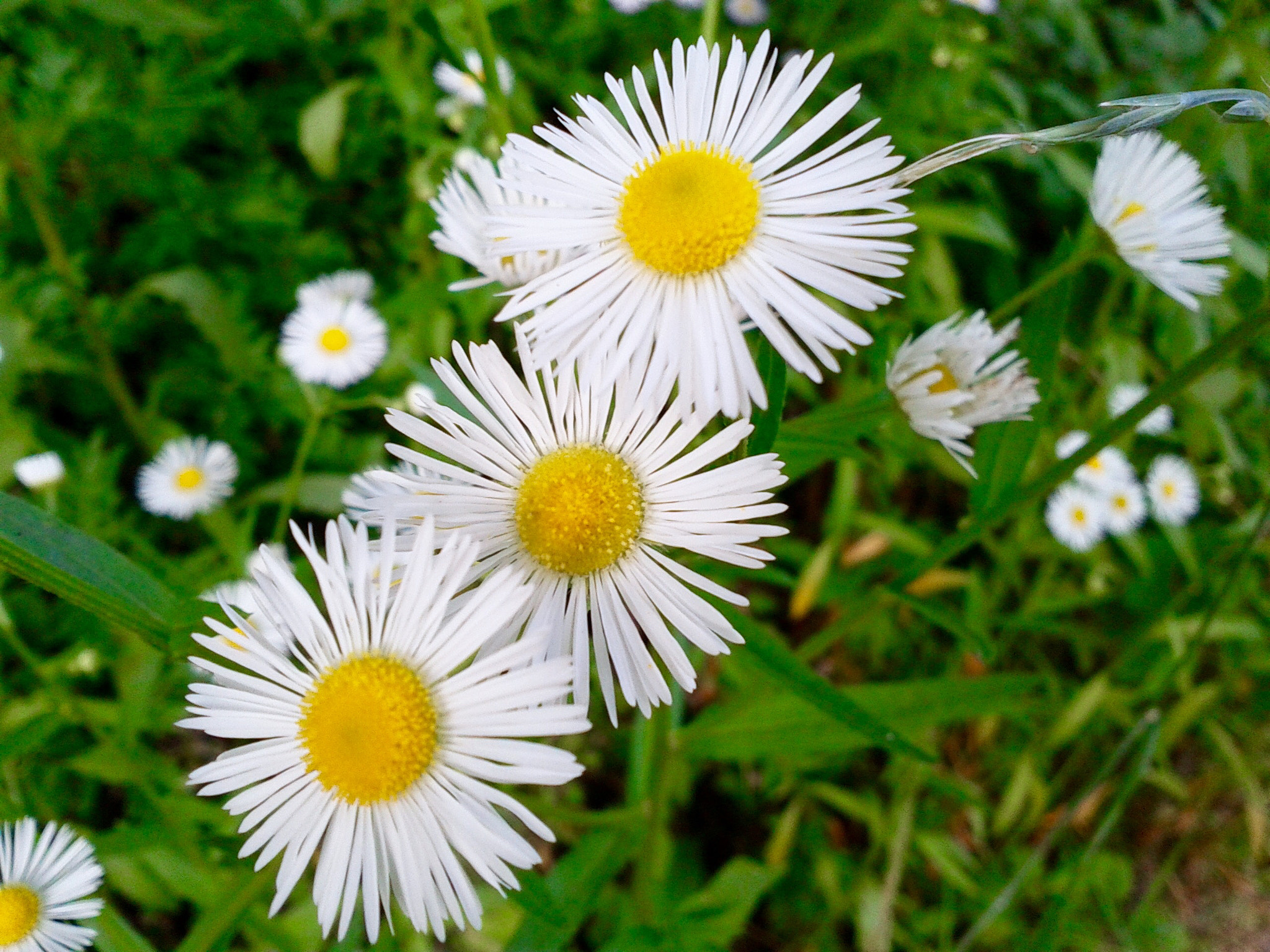 Google Nexus S sample photo. Flower photography